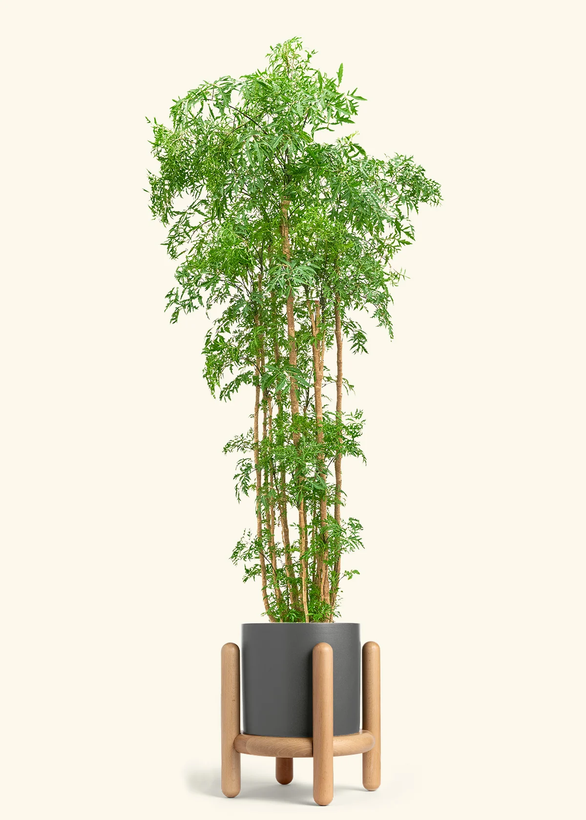Ming Aralia - Image 61