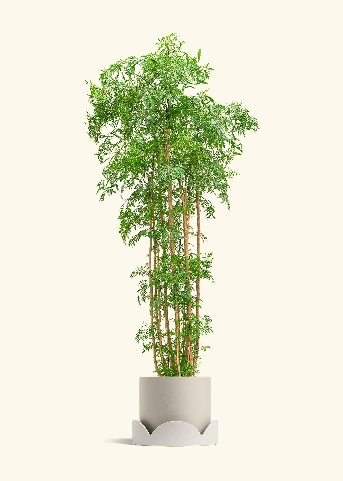 Ming Aralia - Image 63