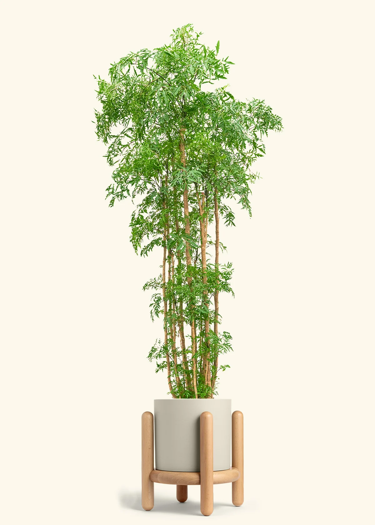 Ming Aralia - Image 64