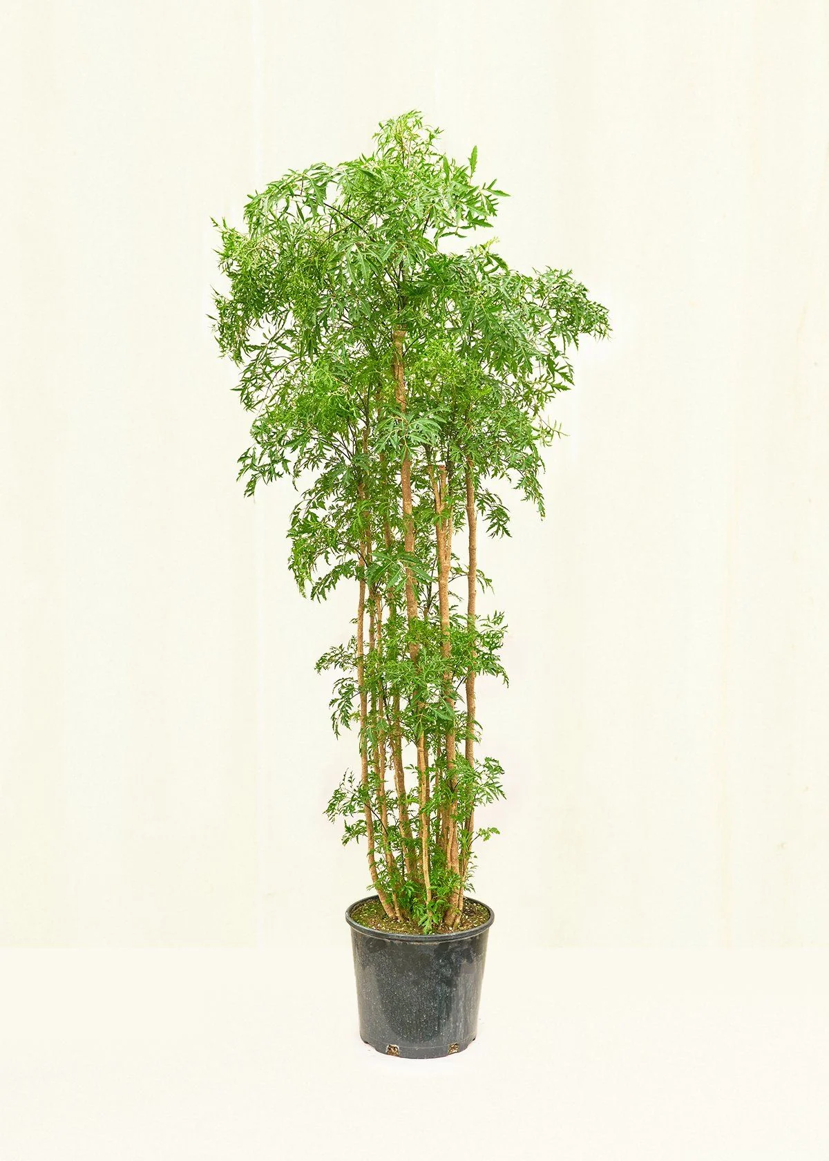 Ming Aralia - Image 65