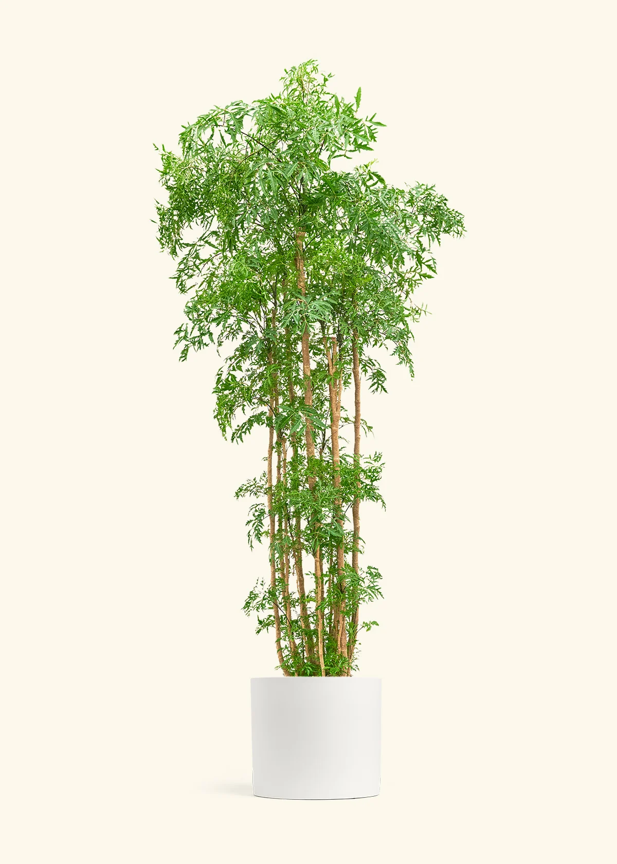 Ming Aralia - Image 66