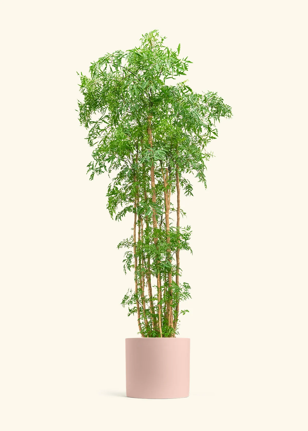 Ming Aralia - Image 67