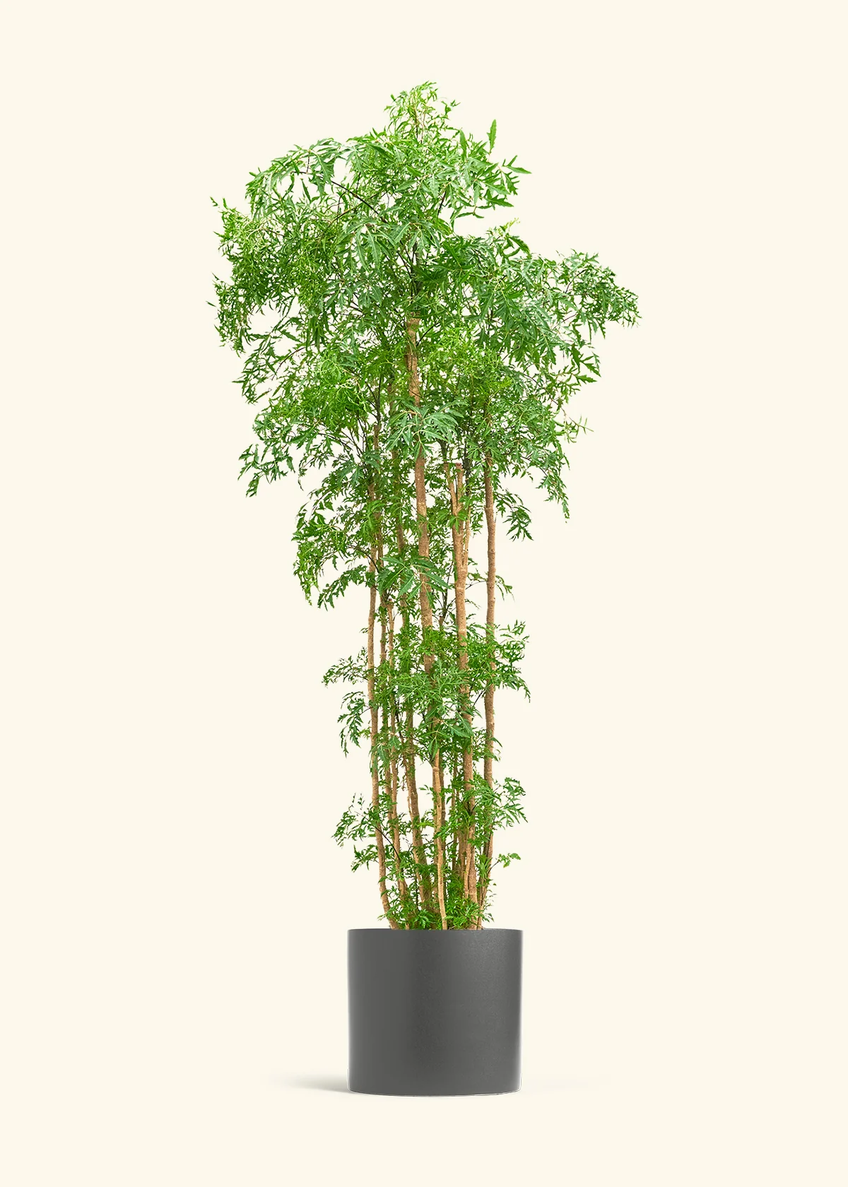 Ming Aralia - Image 68