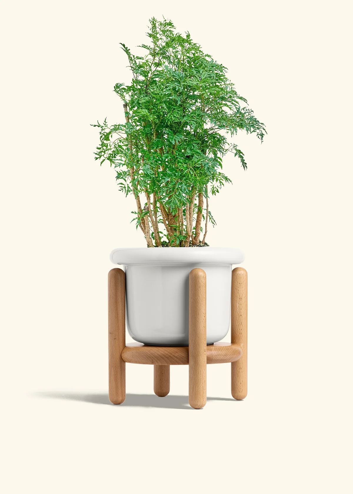 Ming Aralia - Image 7