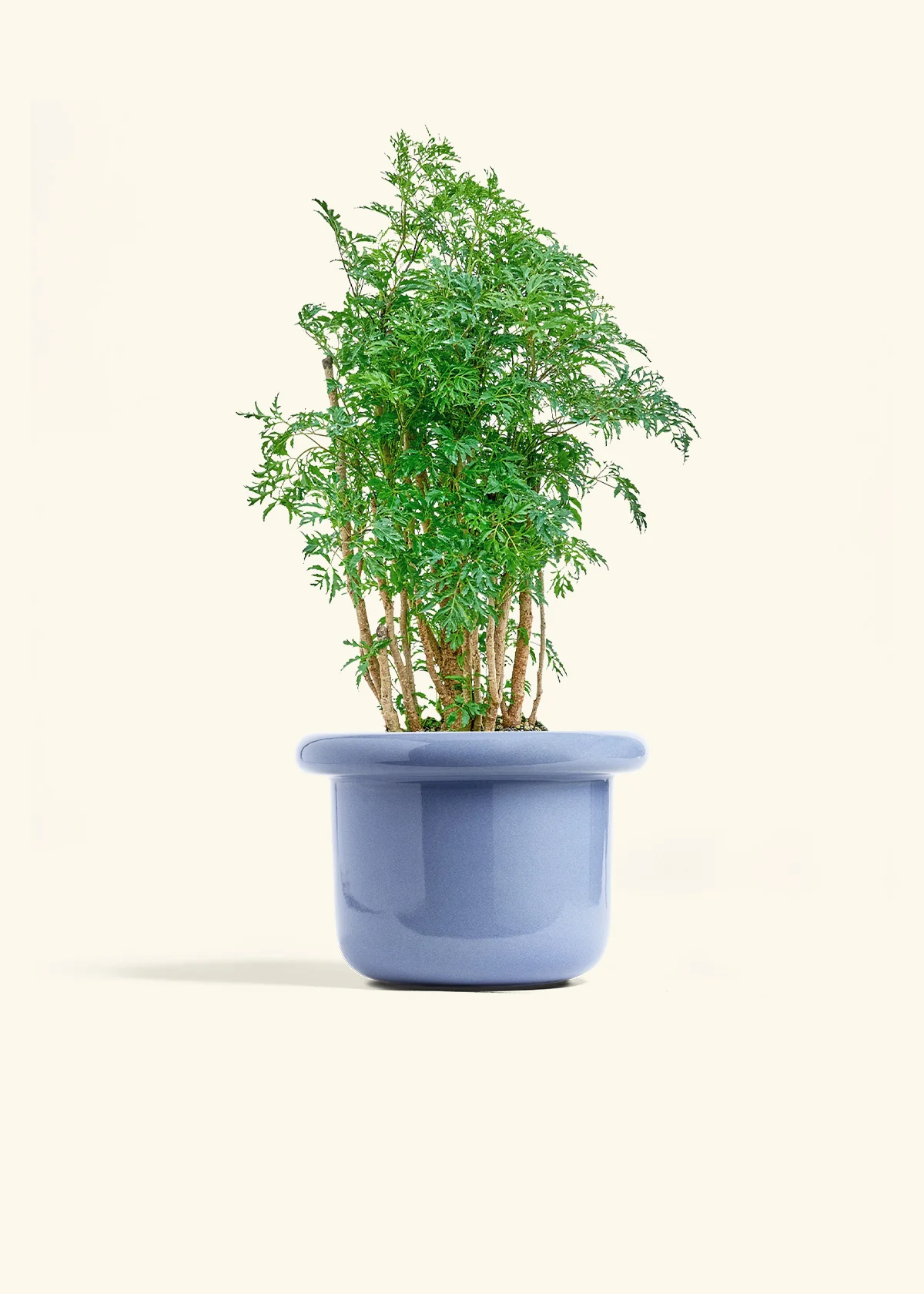 Ming Aralia - Image 8