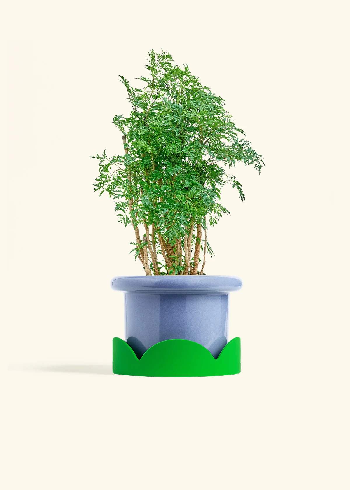 Ming Aralia - Image 9