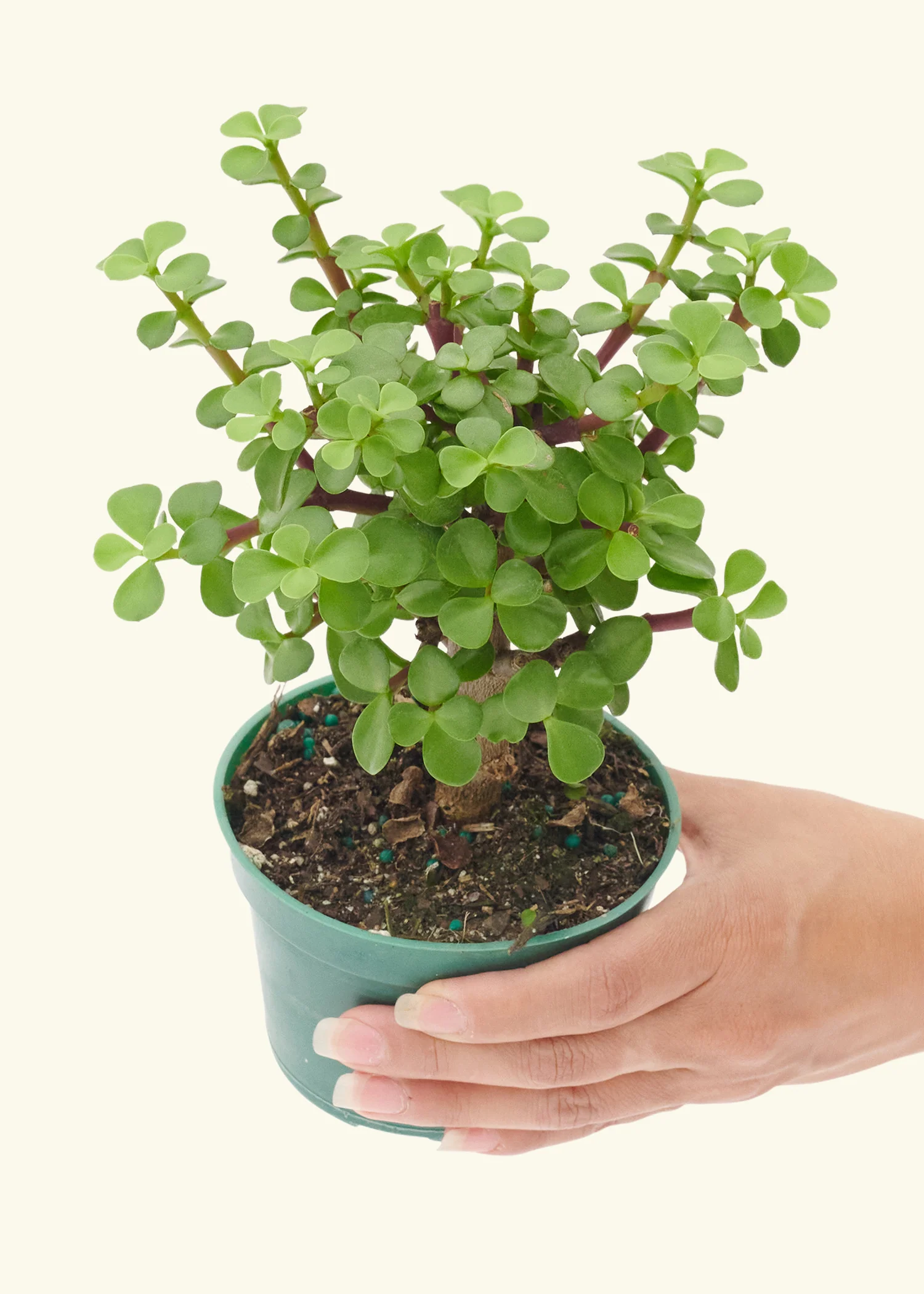 Mini Jade, Small - Image 4