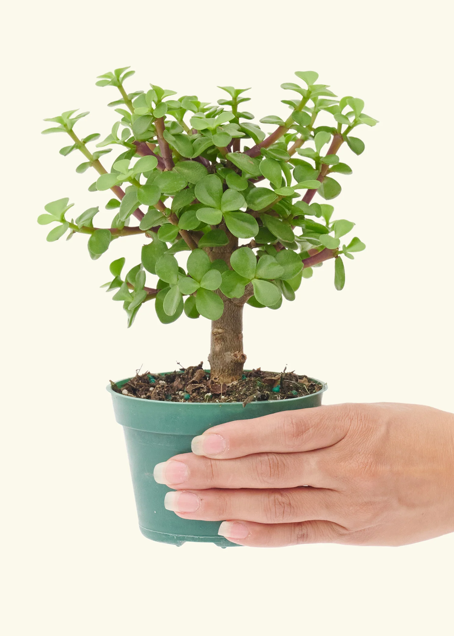 Mini Jade, Small - Image 5