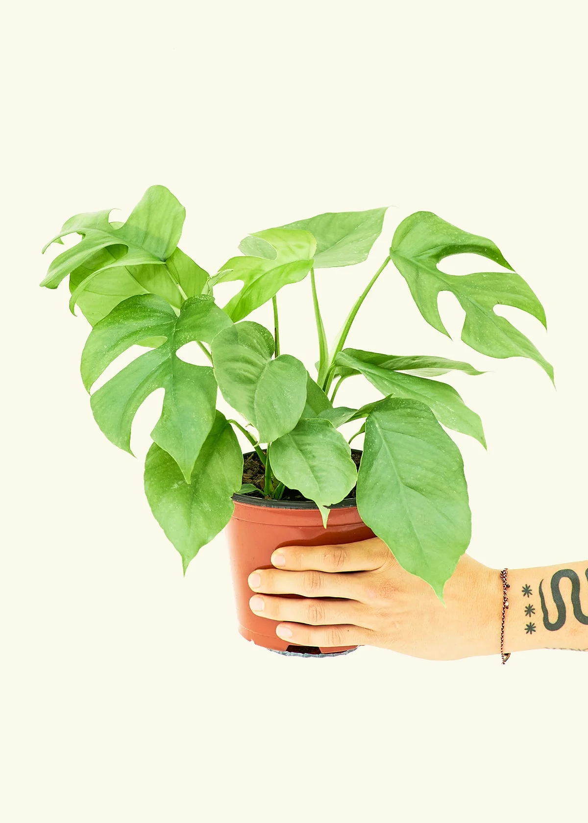 Mini Monstera - Image 10