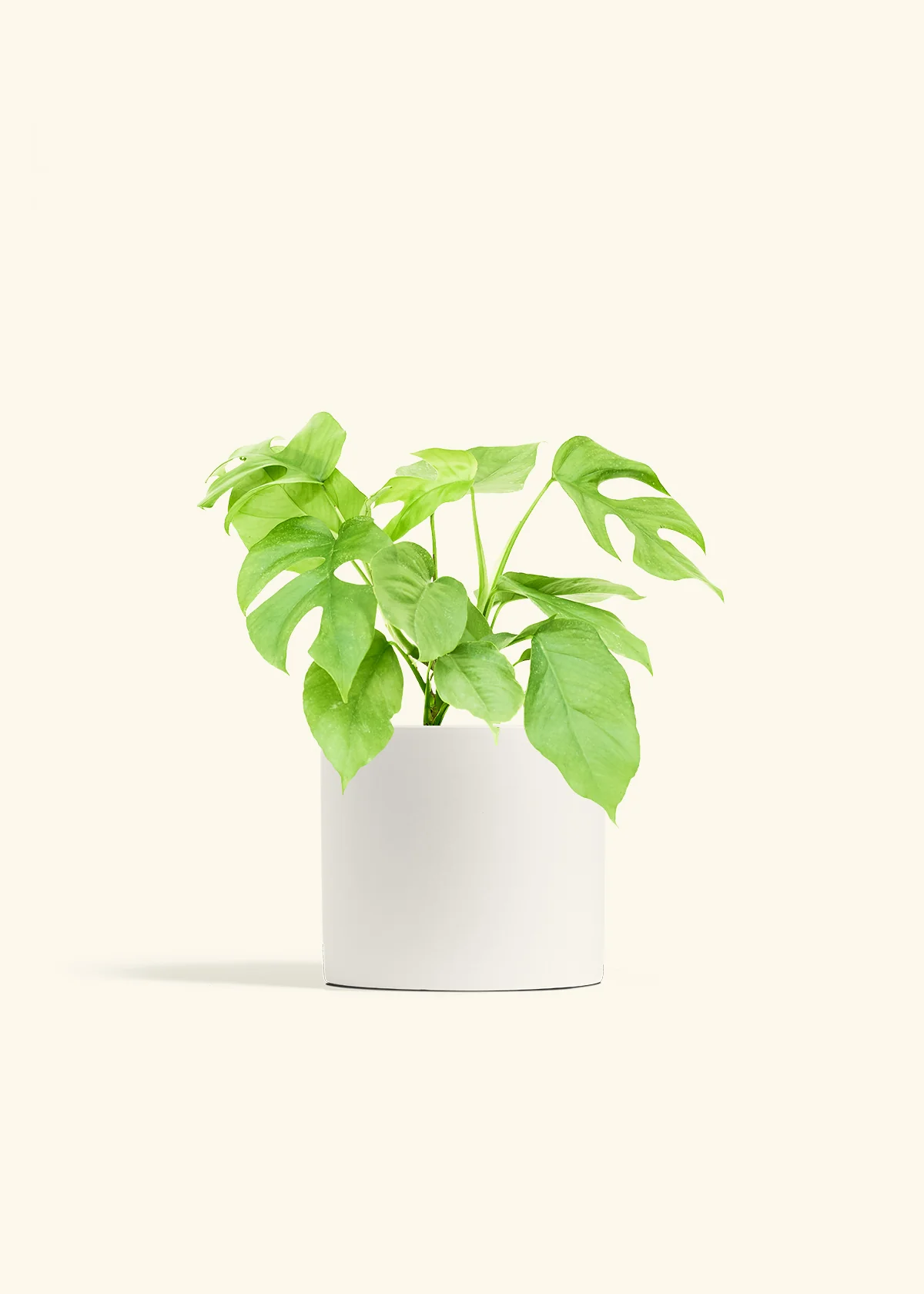 Mini Monstera - Image 11