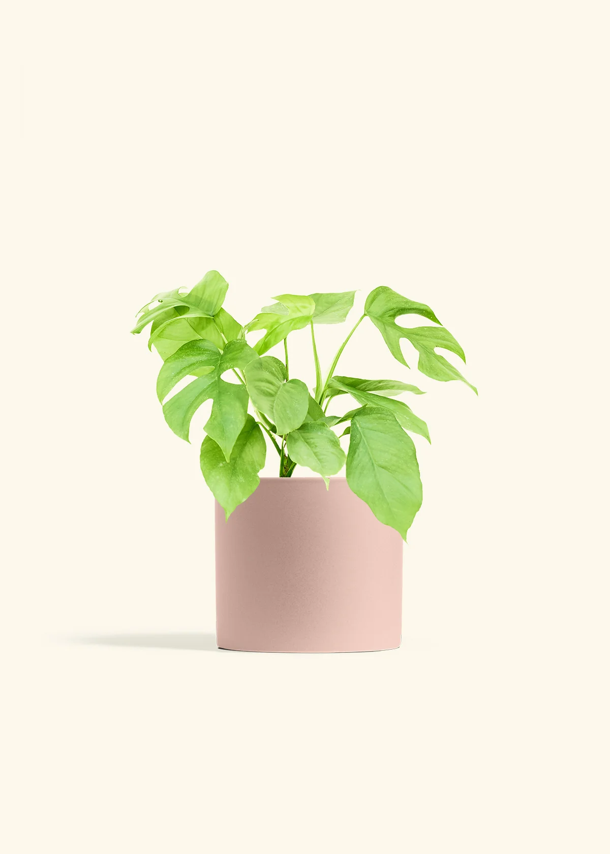 Mini Monstera - Image 12
