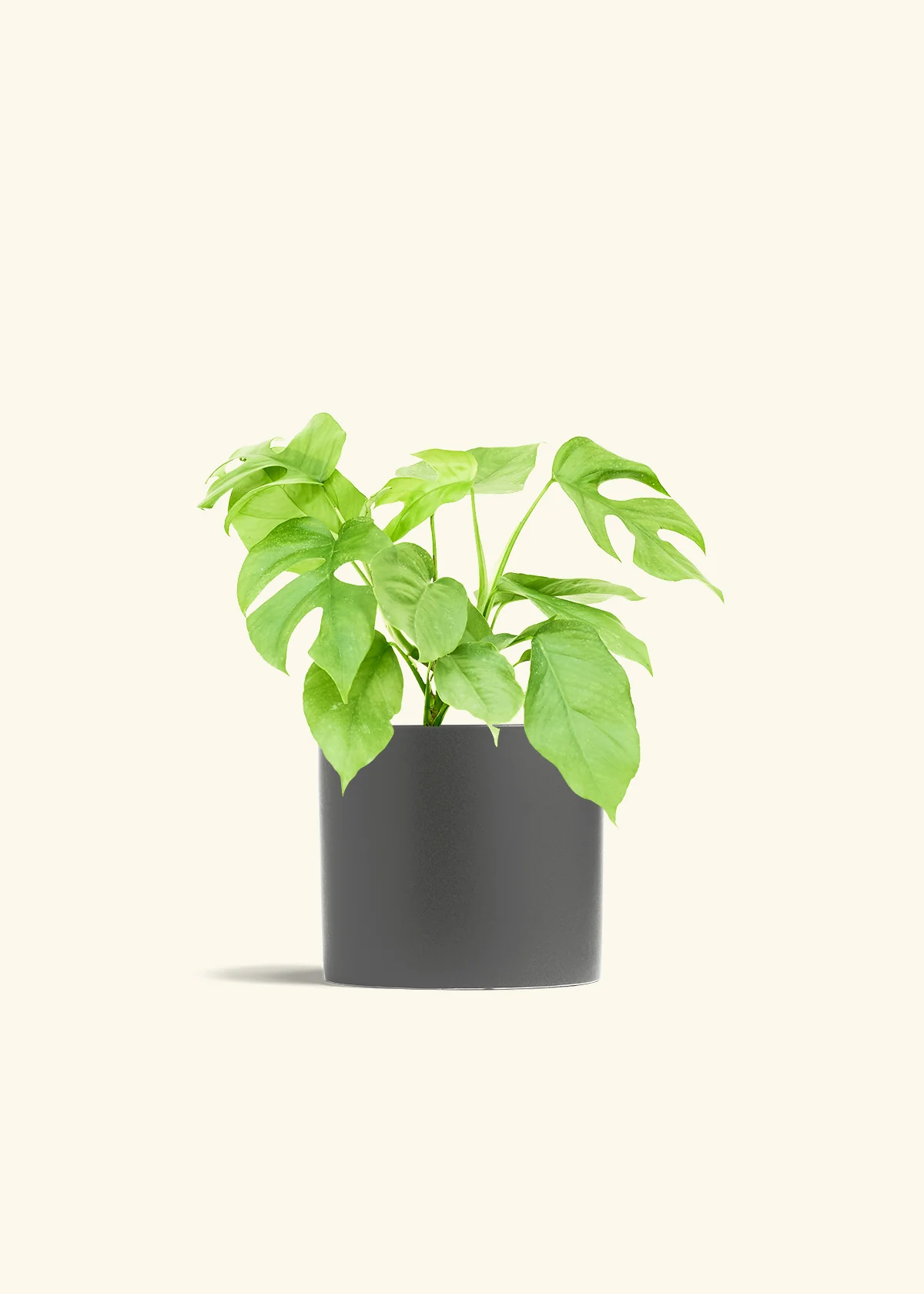 Mini Monstera - Image 13
