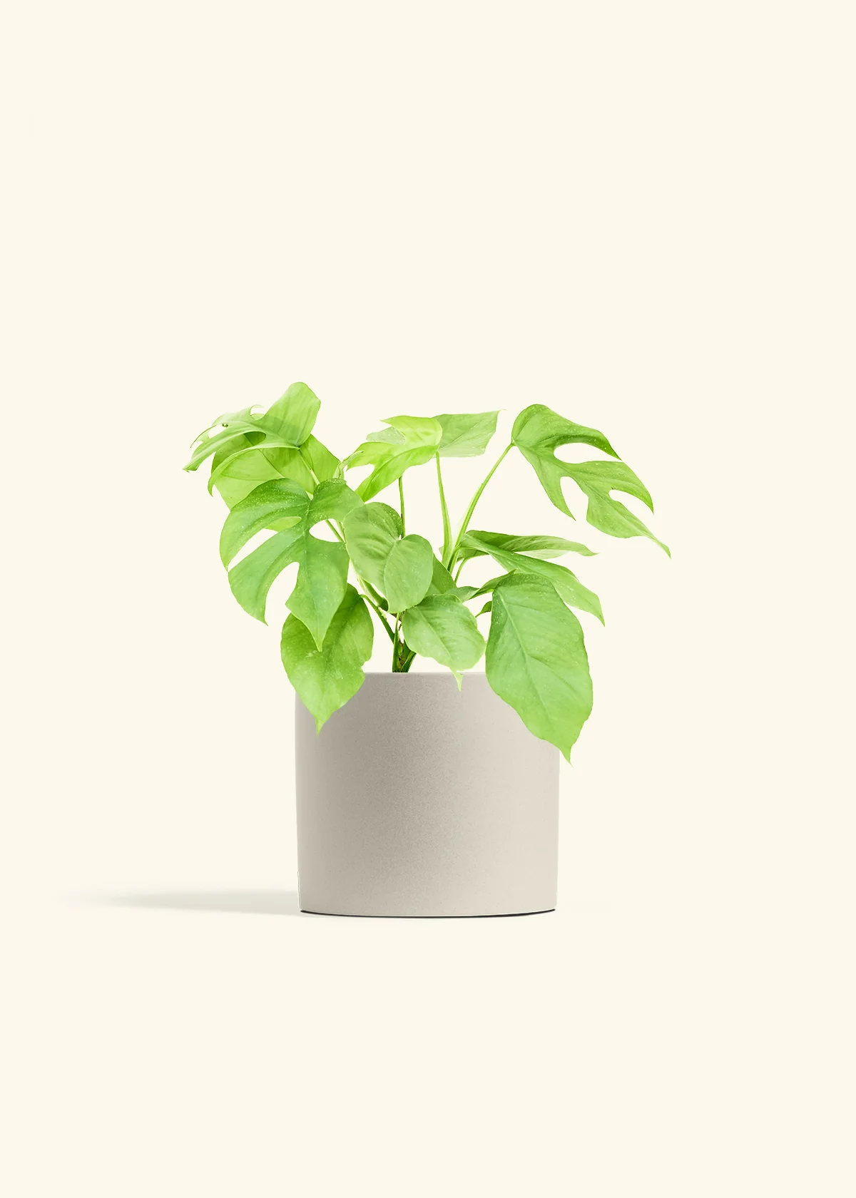Mini Monstera - Image 14