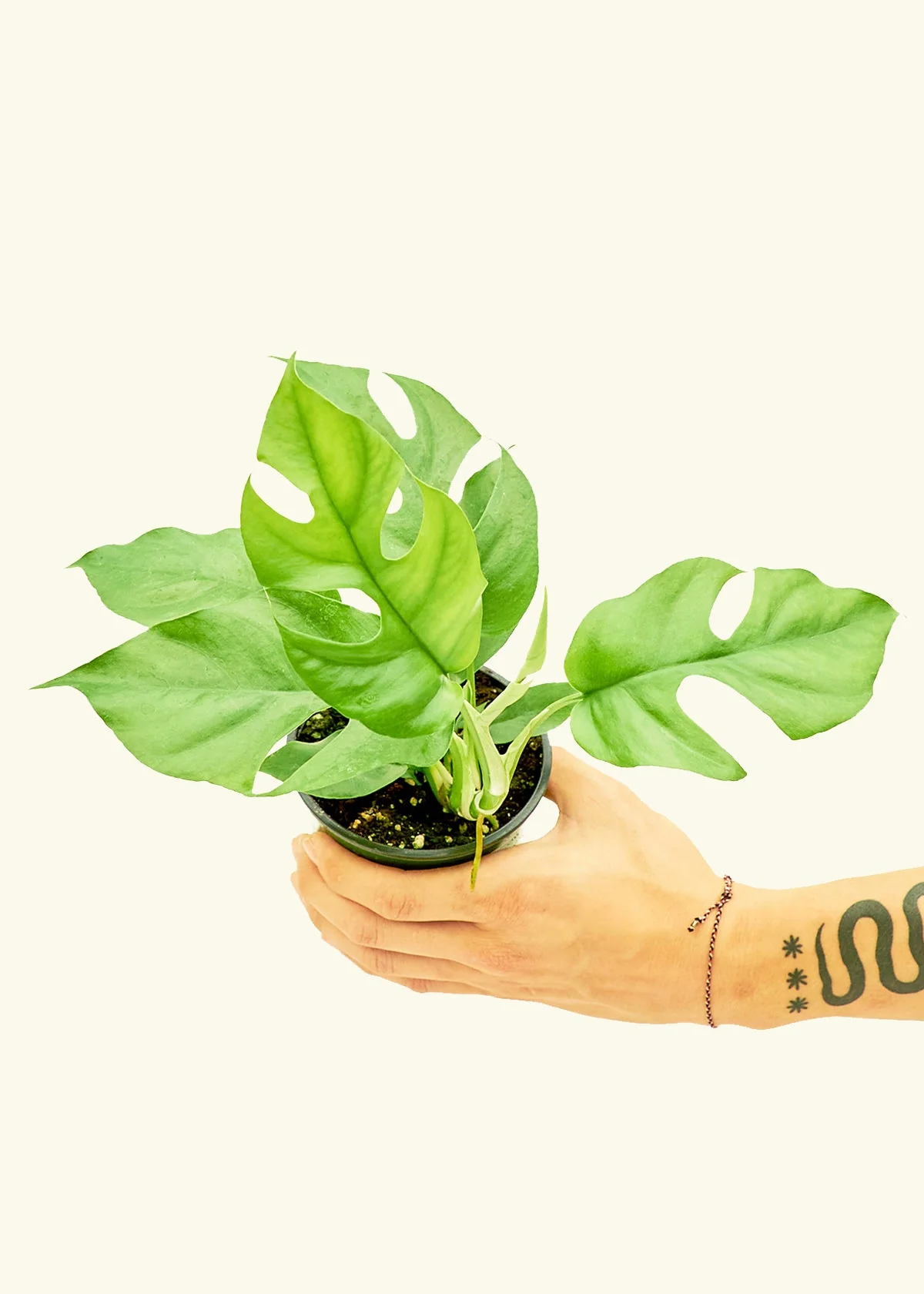 Mini Monstera - Image 3