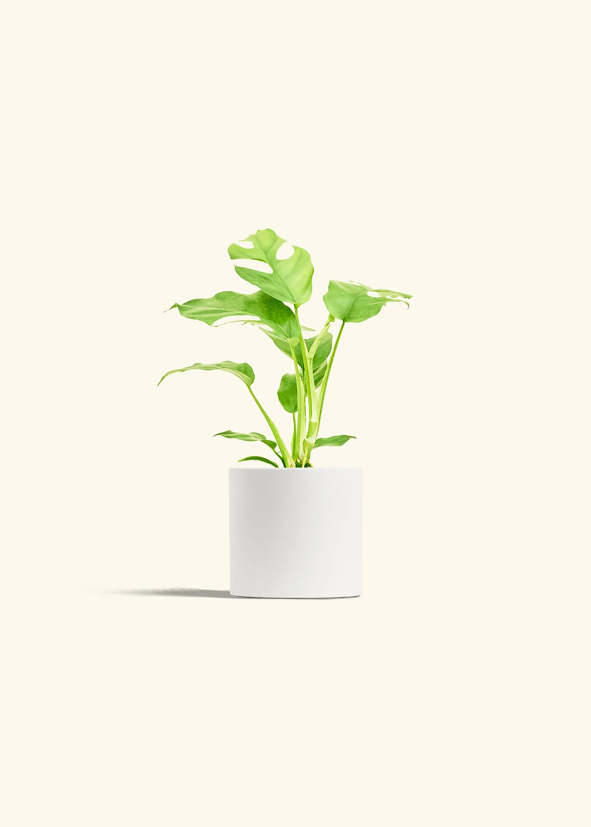 Mini Monstera - Image 4