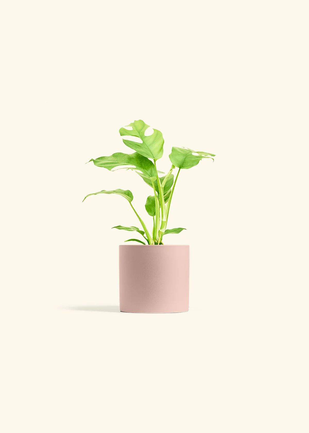 Mini Monstera - Image 5
