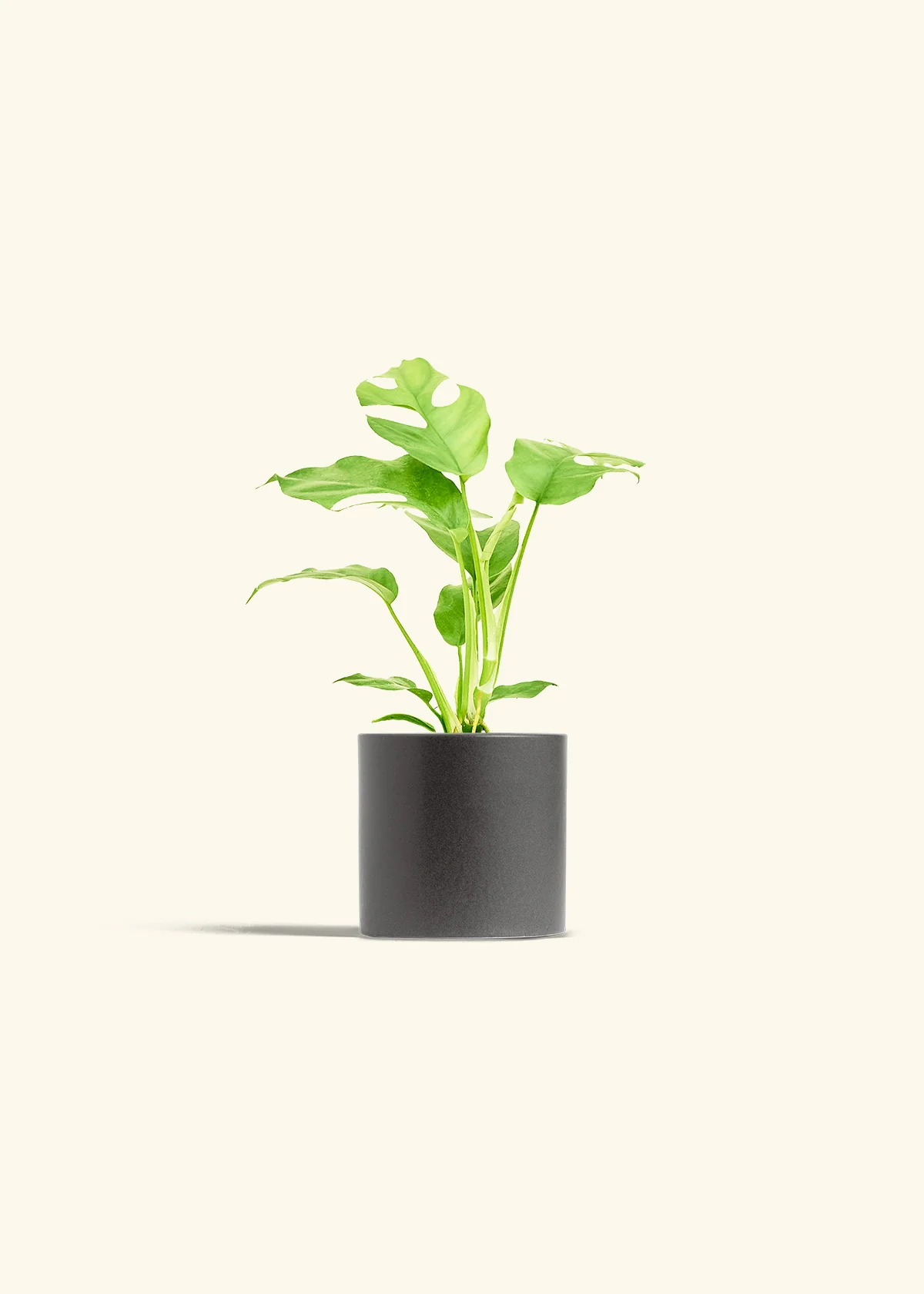 Mini Monstera - Image 6