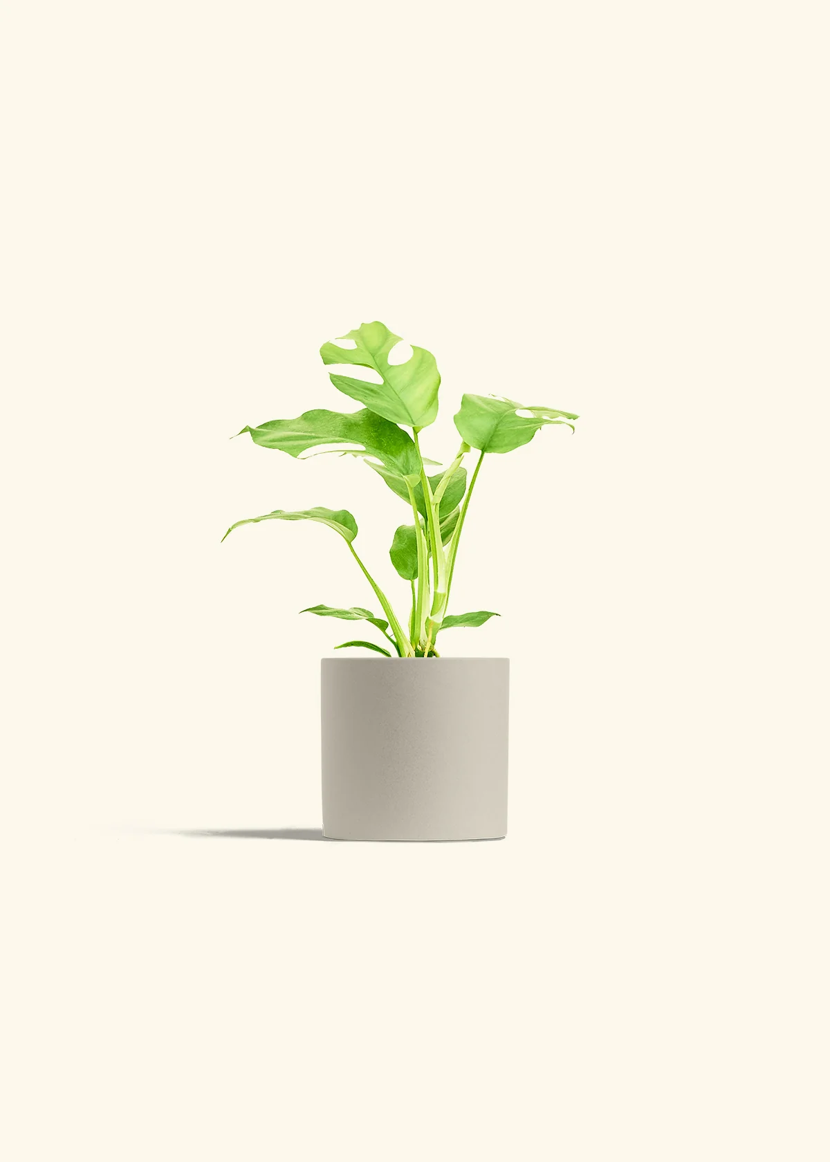 Mini Monstera - Image 7