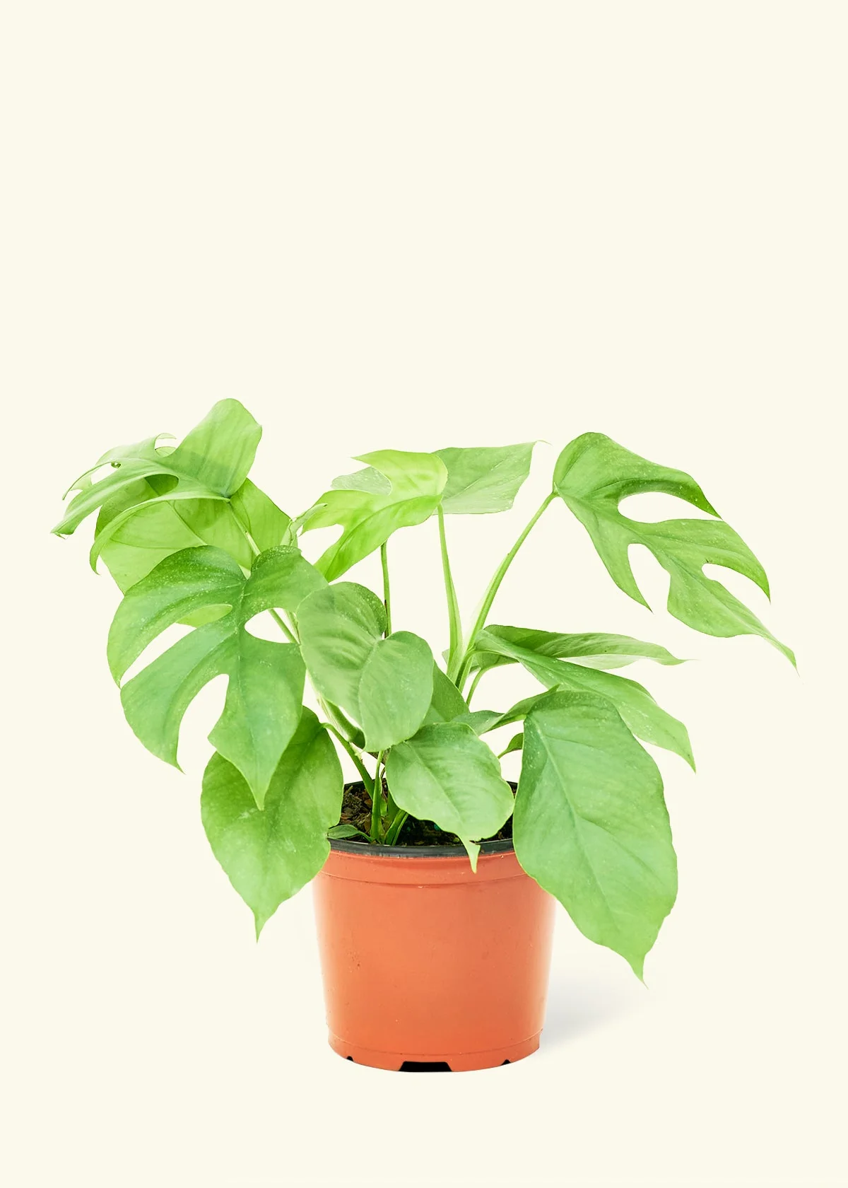 Mini Monstera - Image 8
