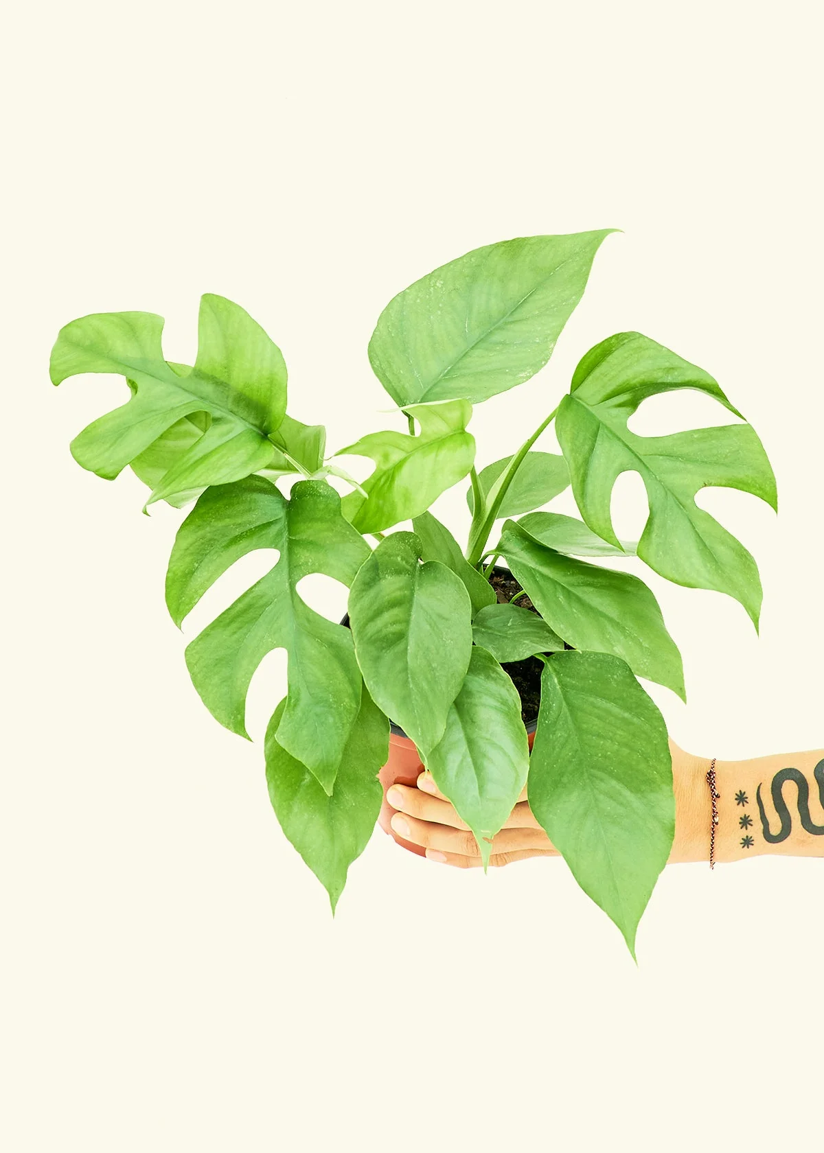 Mini Monstera - Image 9