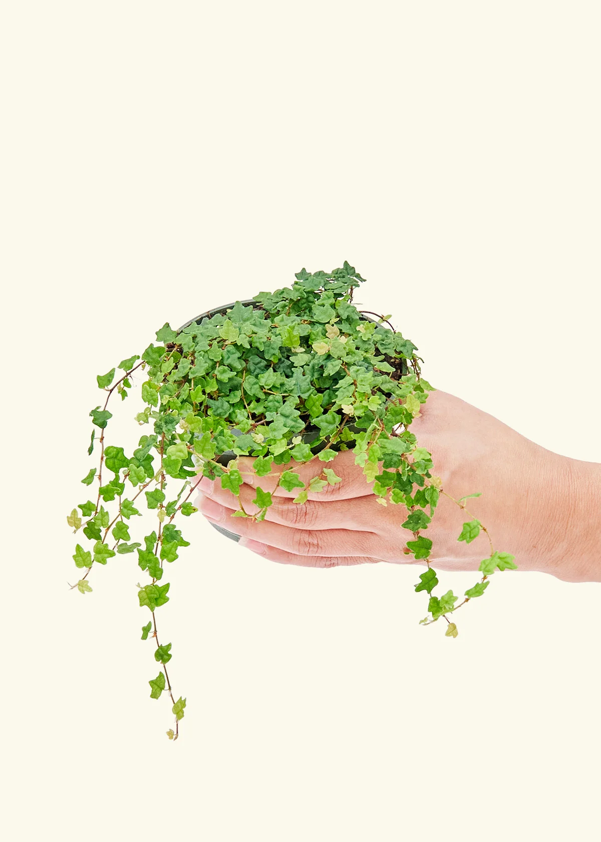 Mini Oakleaf Creeping Fig - Image 3