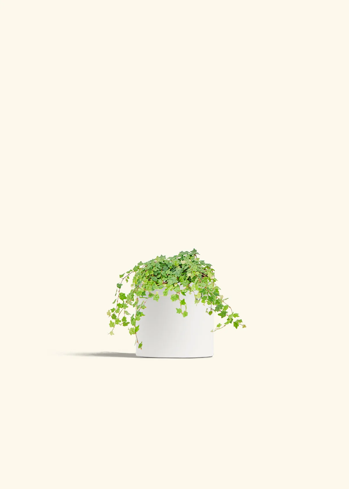 Mini Oakleaf Creeping Fig - Image 4