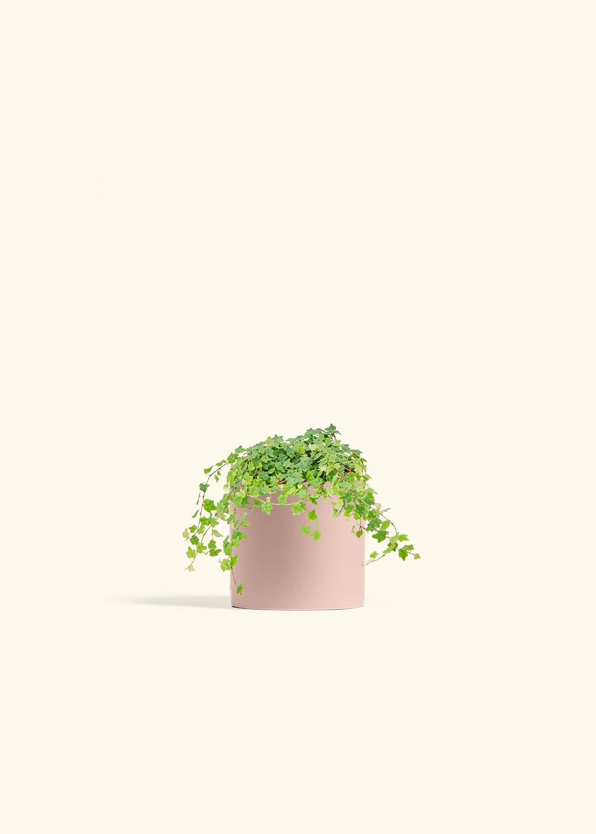 Mini Oakleaf Creeping Fig - Image 5