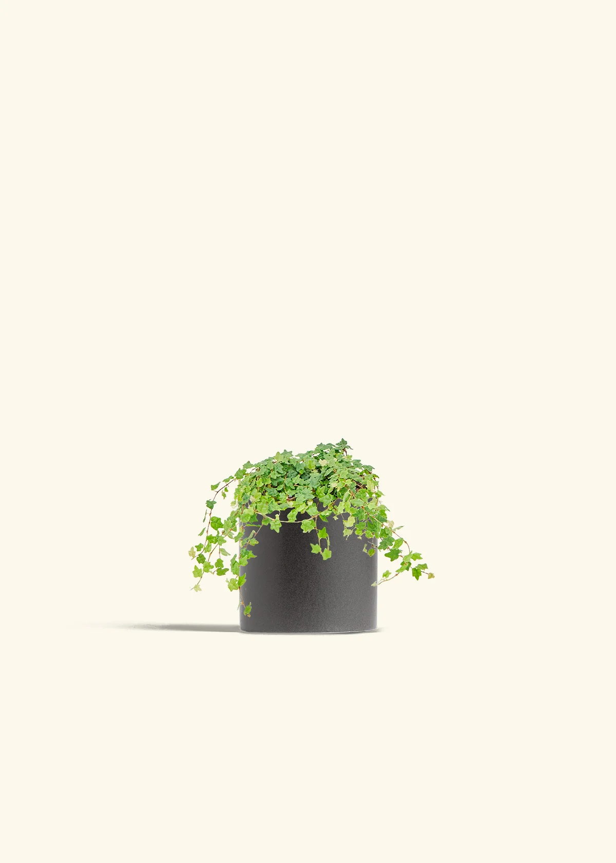 Mini Oakleaf Creeping Fig - Image 6