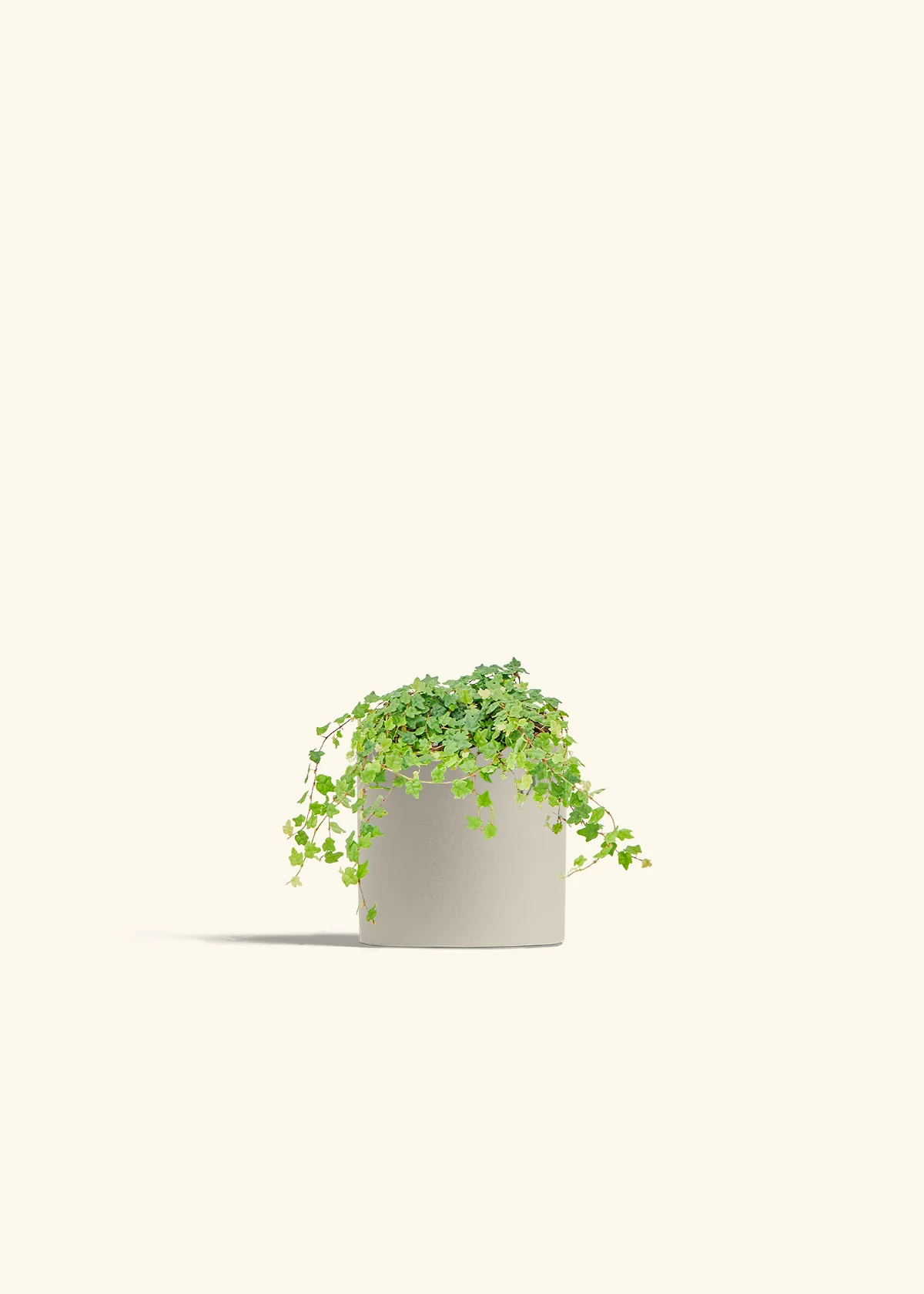 Mini Oakleaf Creeping Fig - Image 7