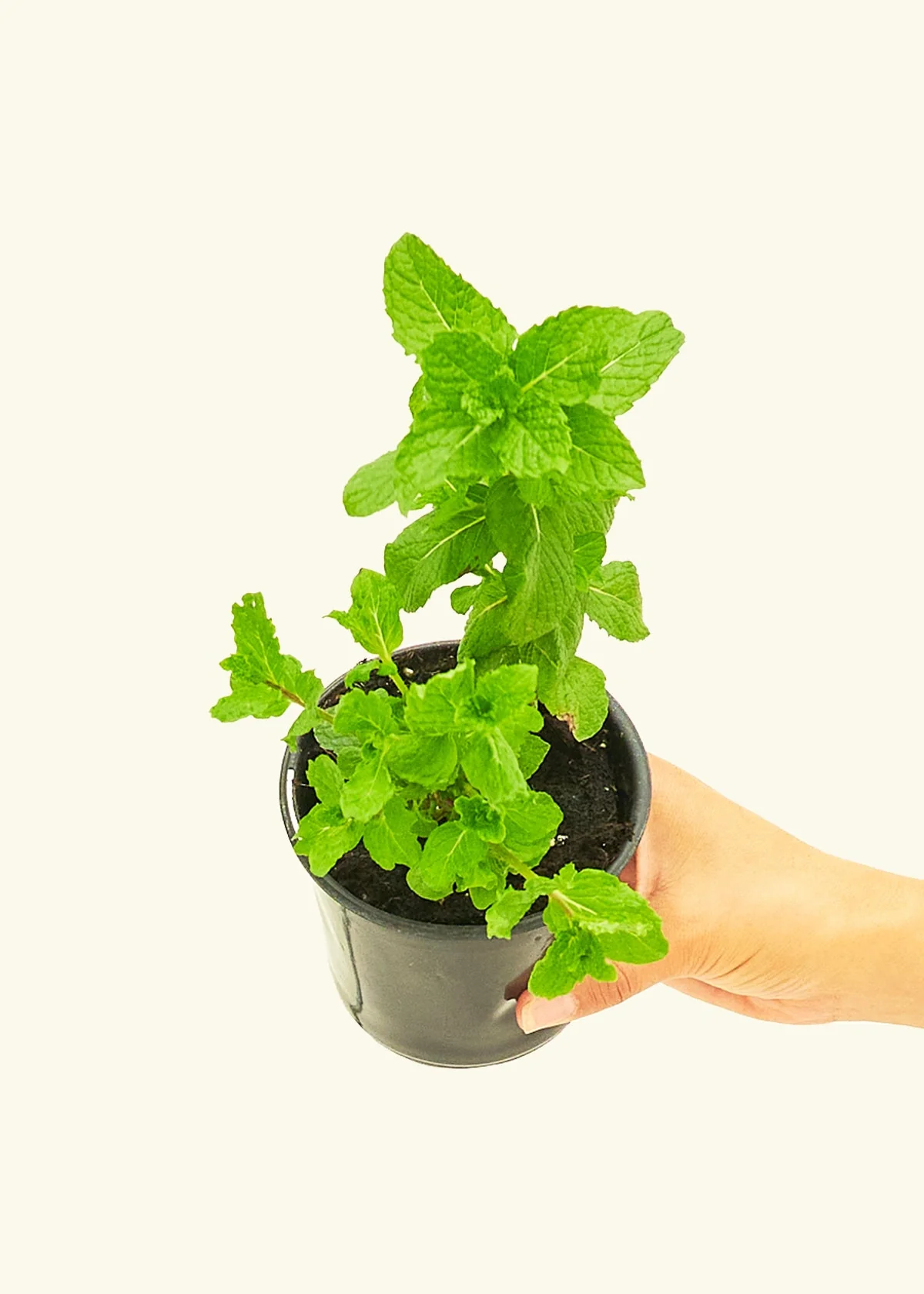 Mint, Small - Image 2
