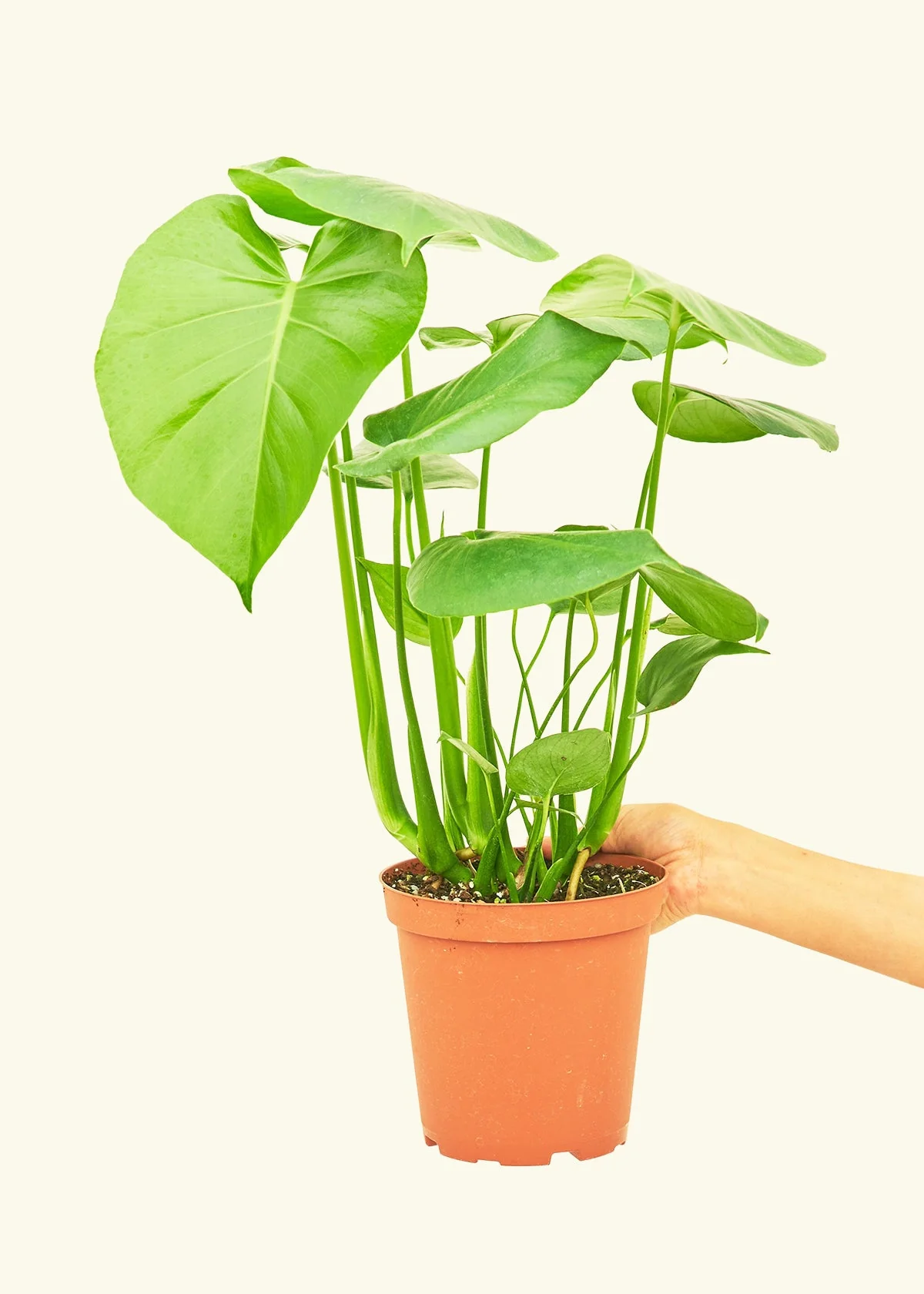 Monstera Deliciosa Plant - Image 10