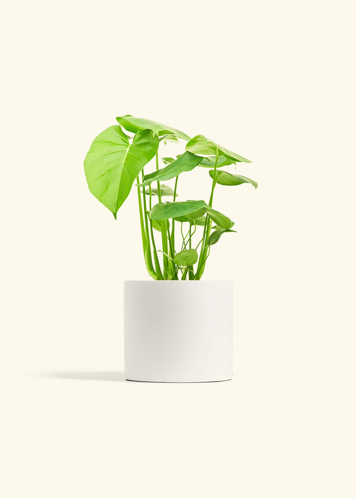 Monstera Deliciosa Plant - Image 11