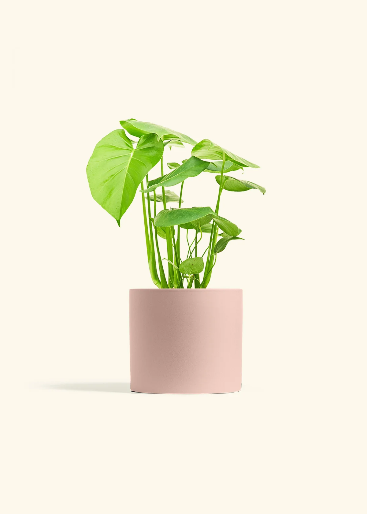 Monstera Deliciosa Plant - Image 12
