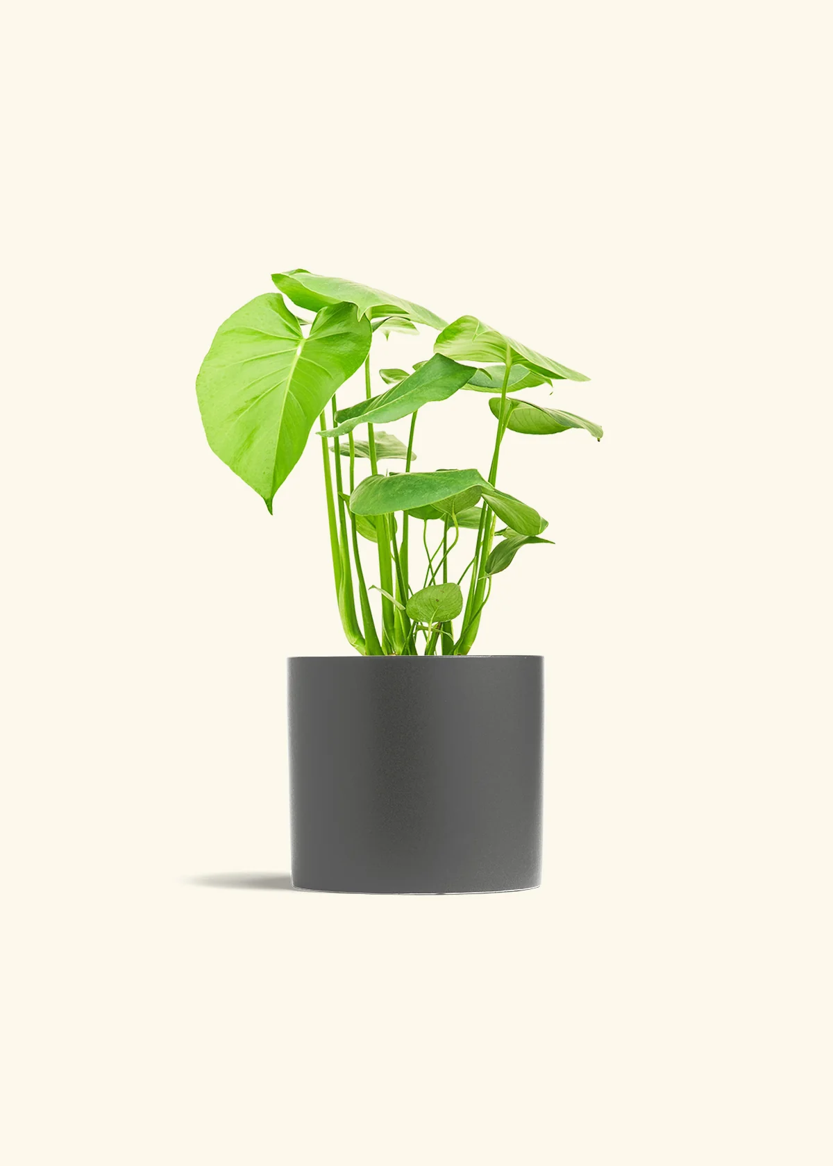 Monstera Deliciosa Plant - Image 13
