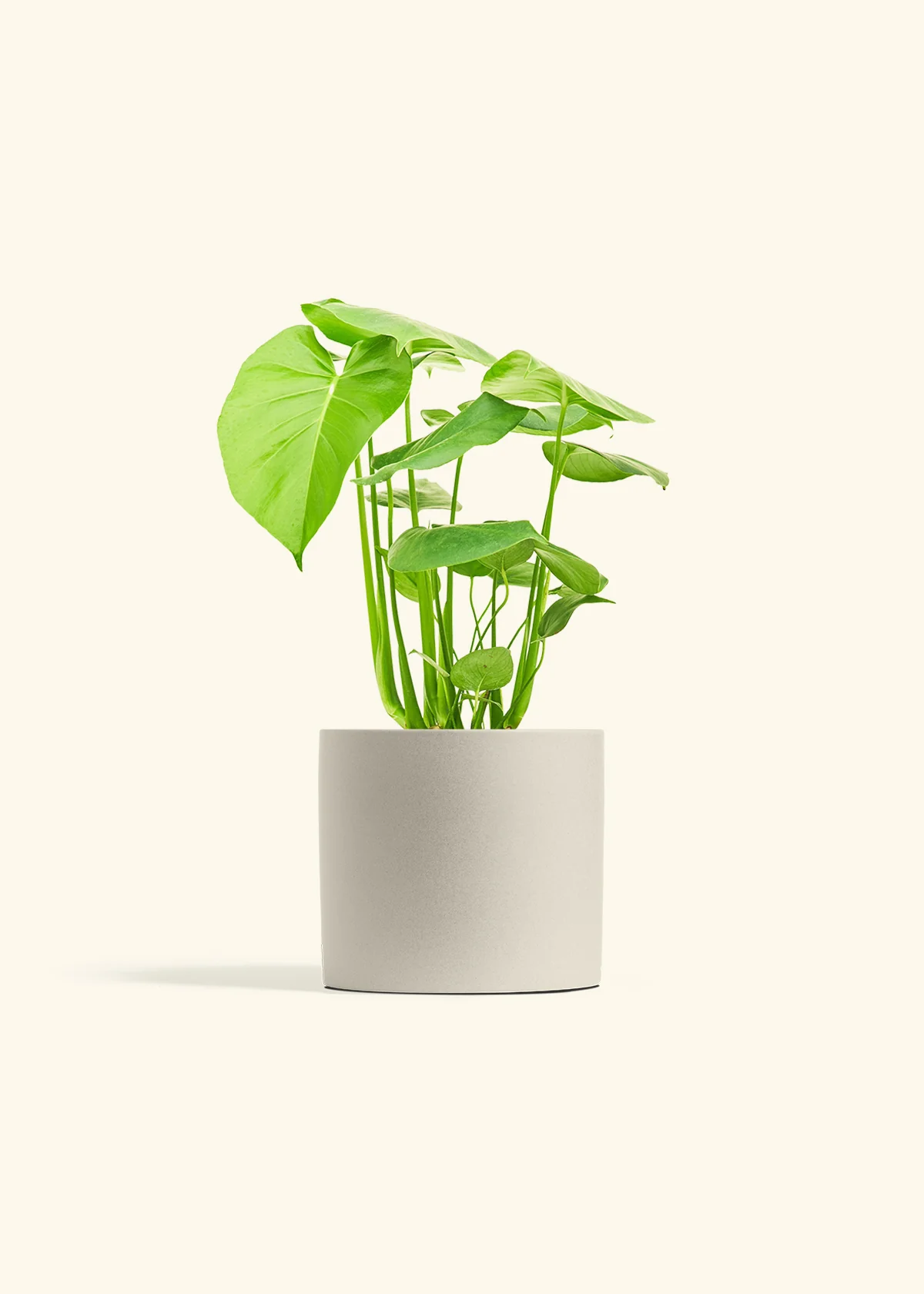 Monstera Deliciosa Plant - Image 14