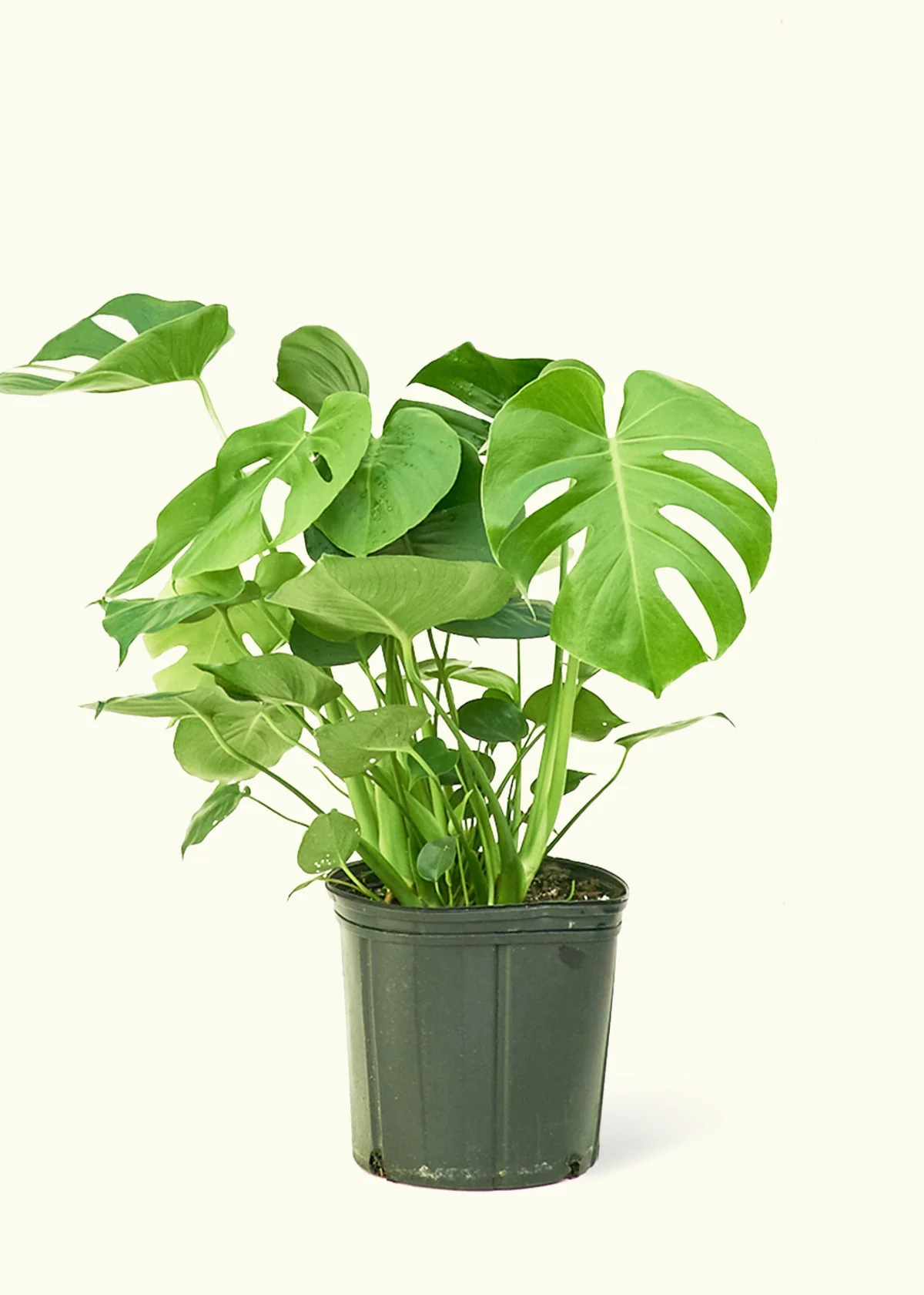 Monstera Deliciosa Plant - Image 15