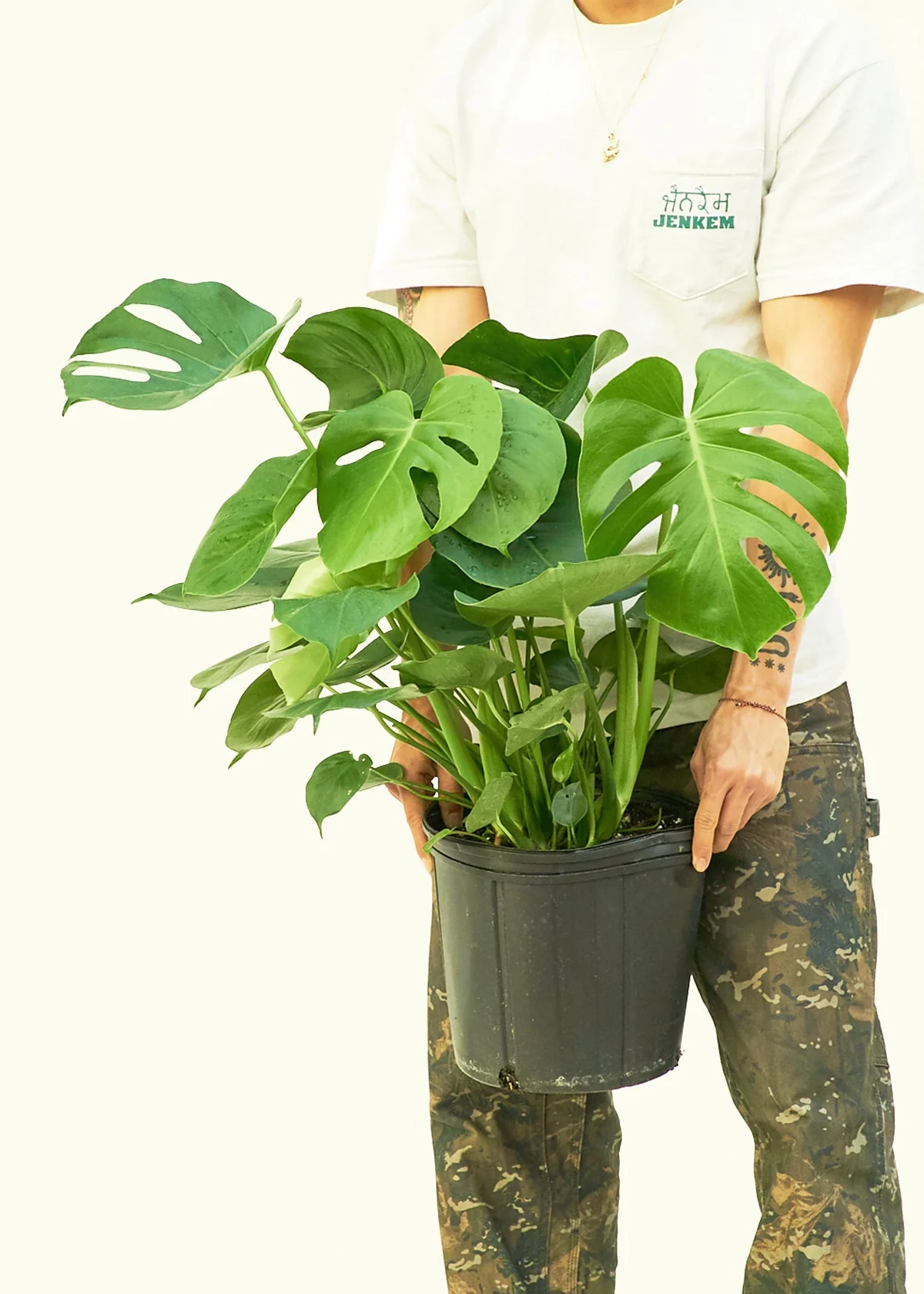Monstera Deliciosa Plant - Image 16