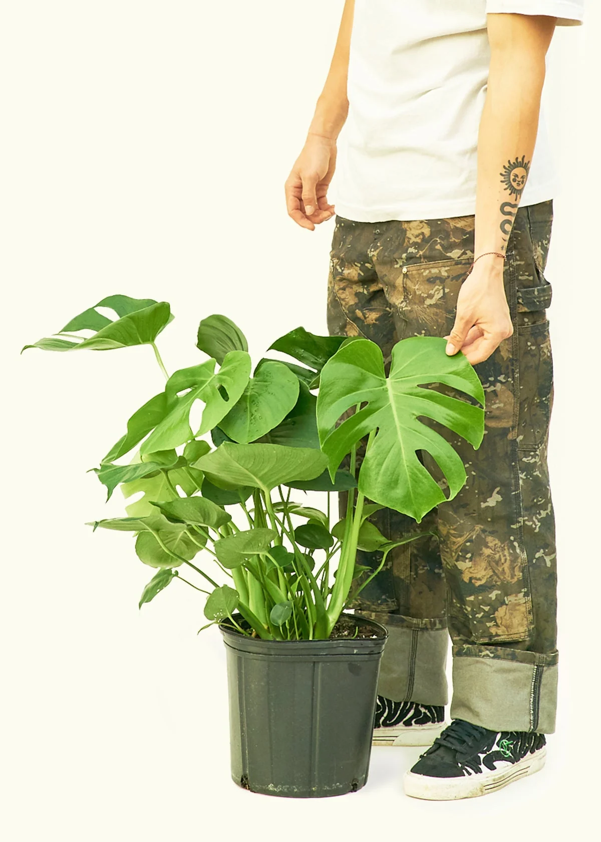Monstera Deliciosa Plant - Image 17