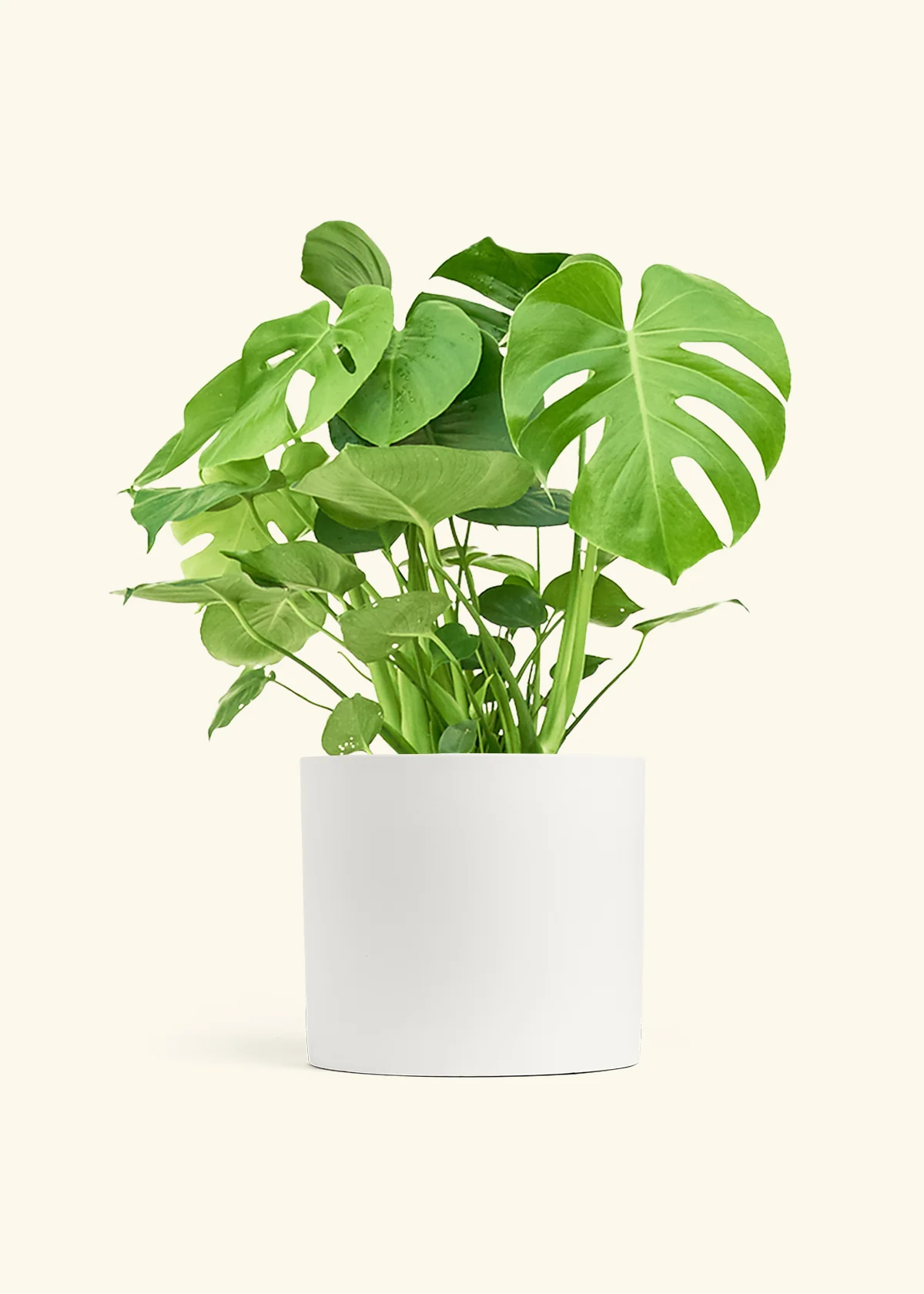 Monstera Deliciosa Plant - Image 18