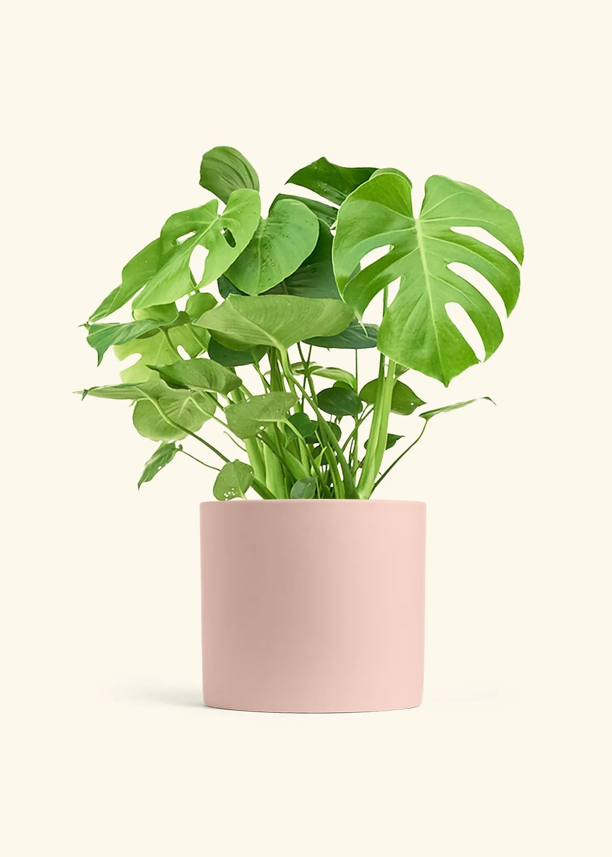 Monstera Deliciosa Plant - Image 19