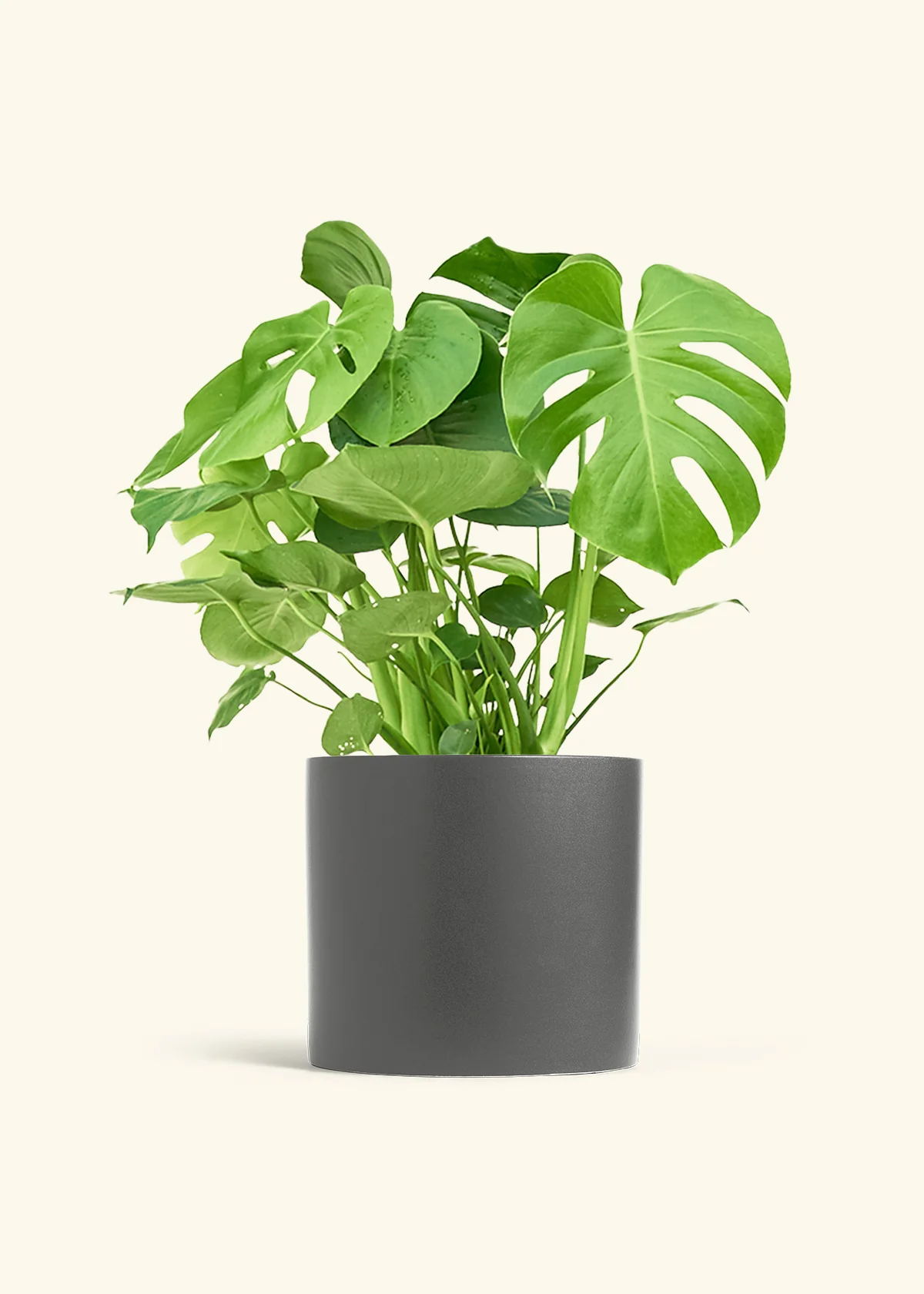 Monstera Deliciosa Plant - Image 20