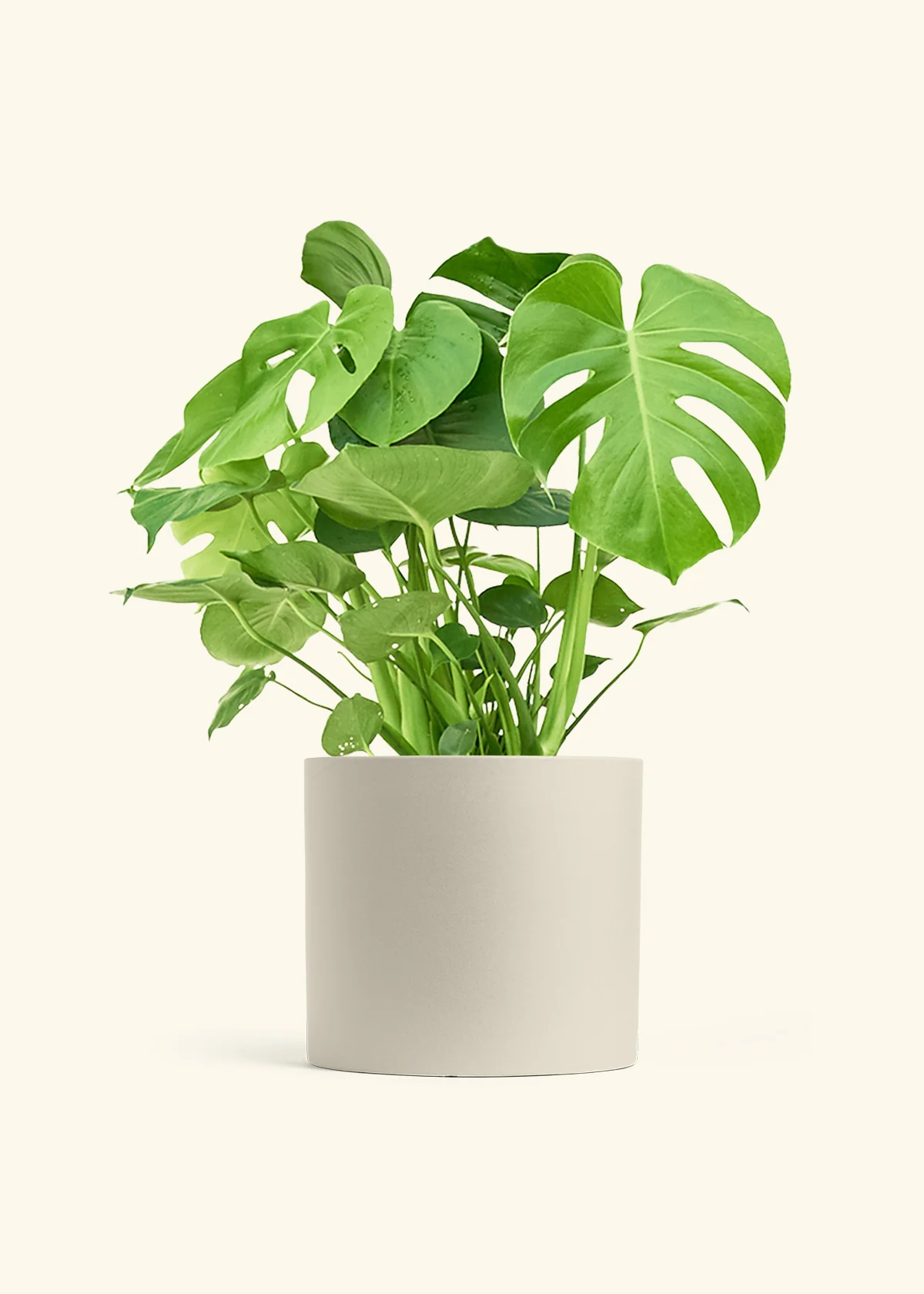 Monstera Deliciosa Plant - Image 21