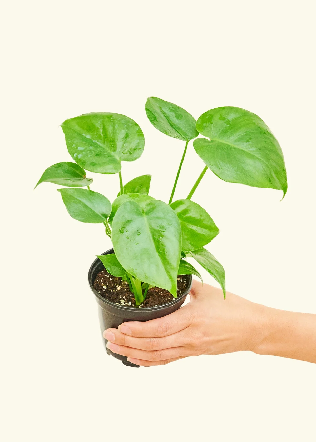 Monstera Deliciosa Plant - Image 3