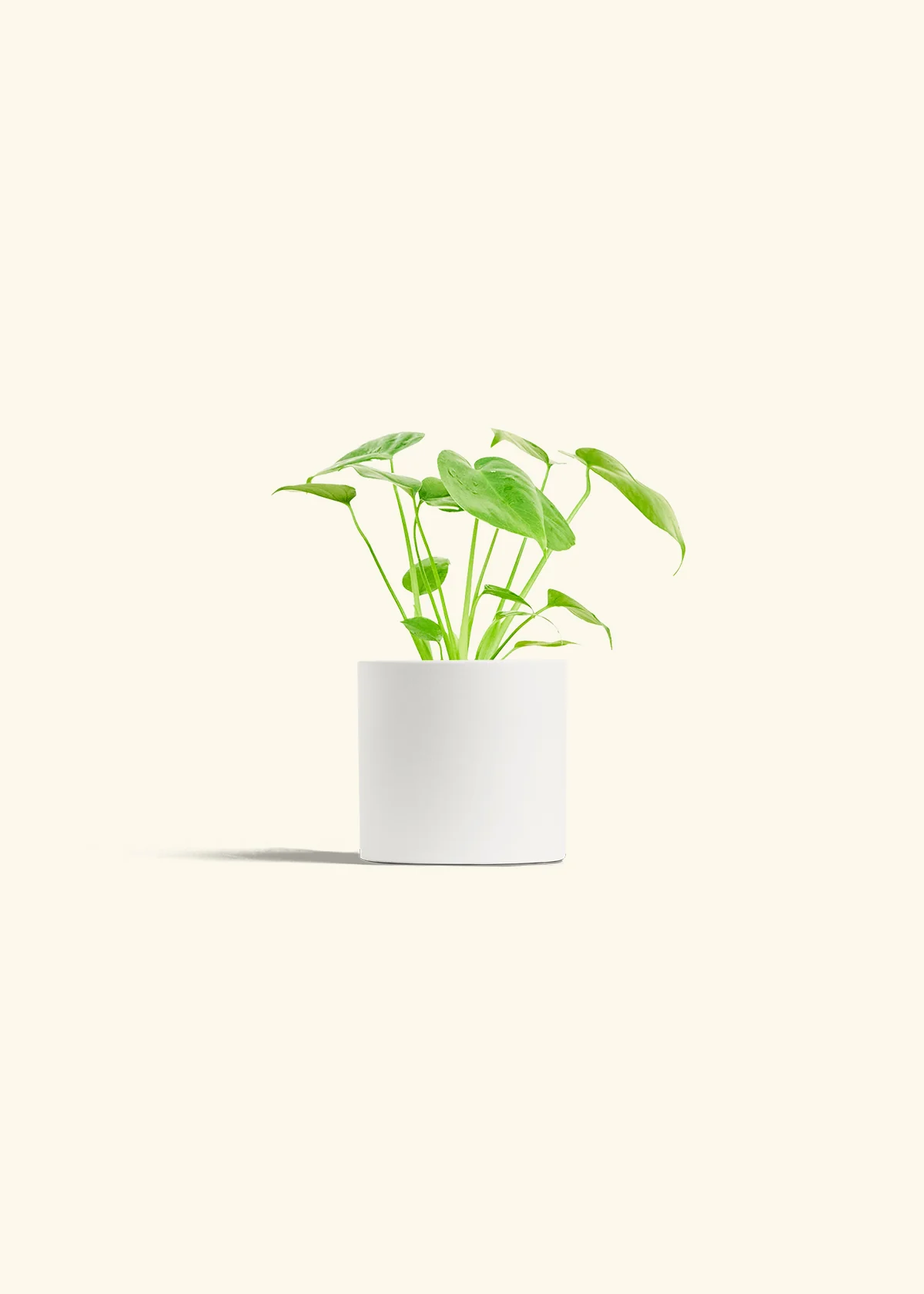 Monstera Deliciosa Plant - Image 4