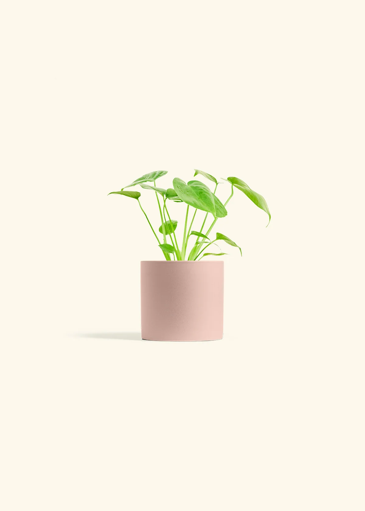 Monstera Deliciosa Plant - Image 5