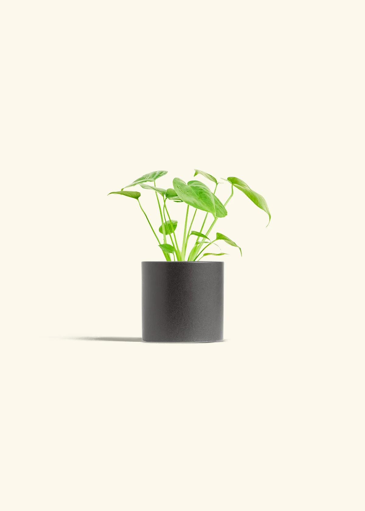 Monstera Deliciosa Plant - Image 6