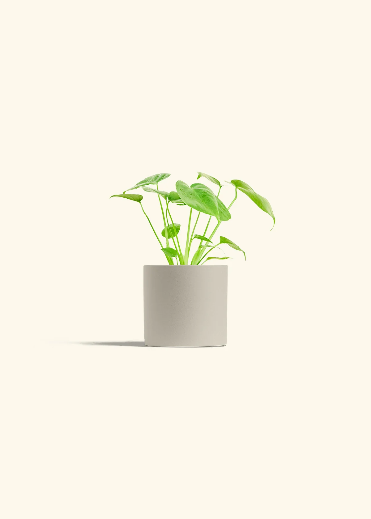 Monstera Deliciosa Plant - Image 7