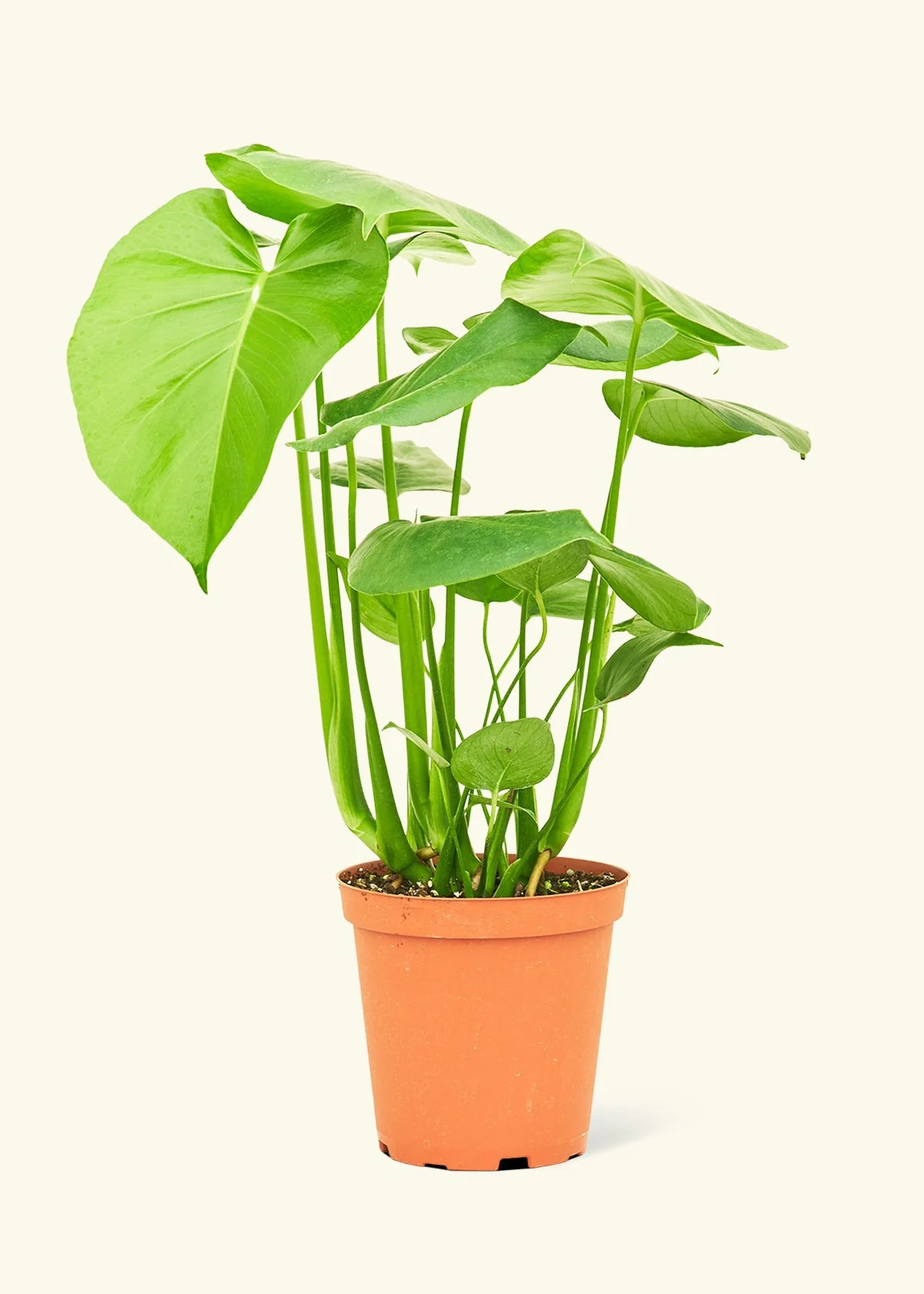 Monstera Deliciosa Plant - Image 8