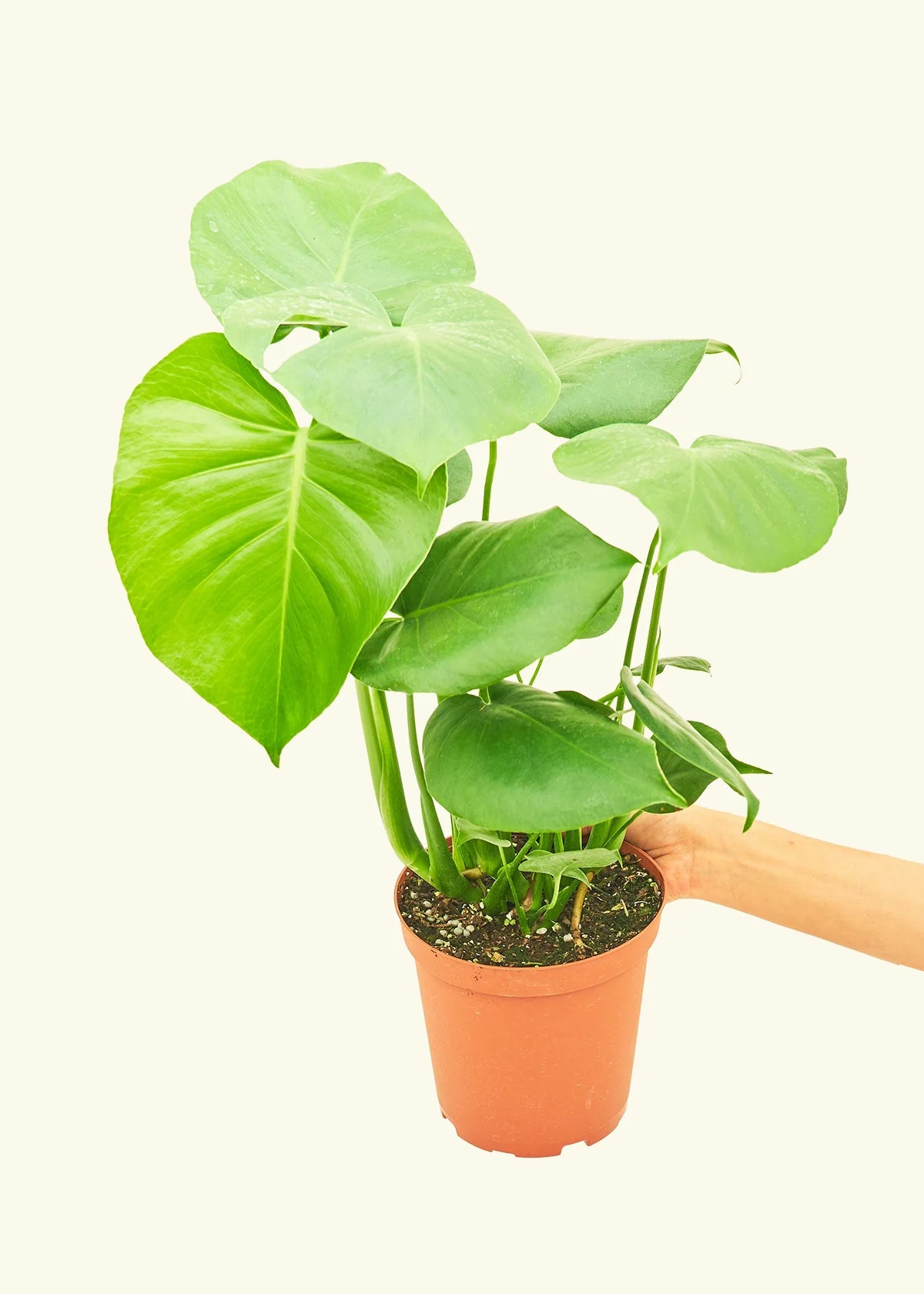 Monstera Deliciosa Plant - Image 9