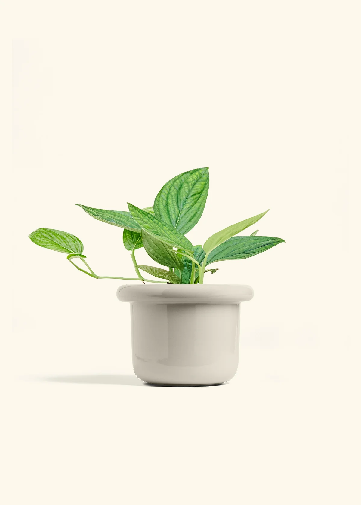 Monstera 'Peru' - Image 22